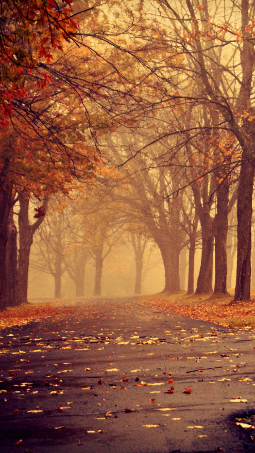 iPhone 6 Plus, autumn, golden orange leaves, Full HD Phone Wallpaper
