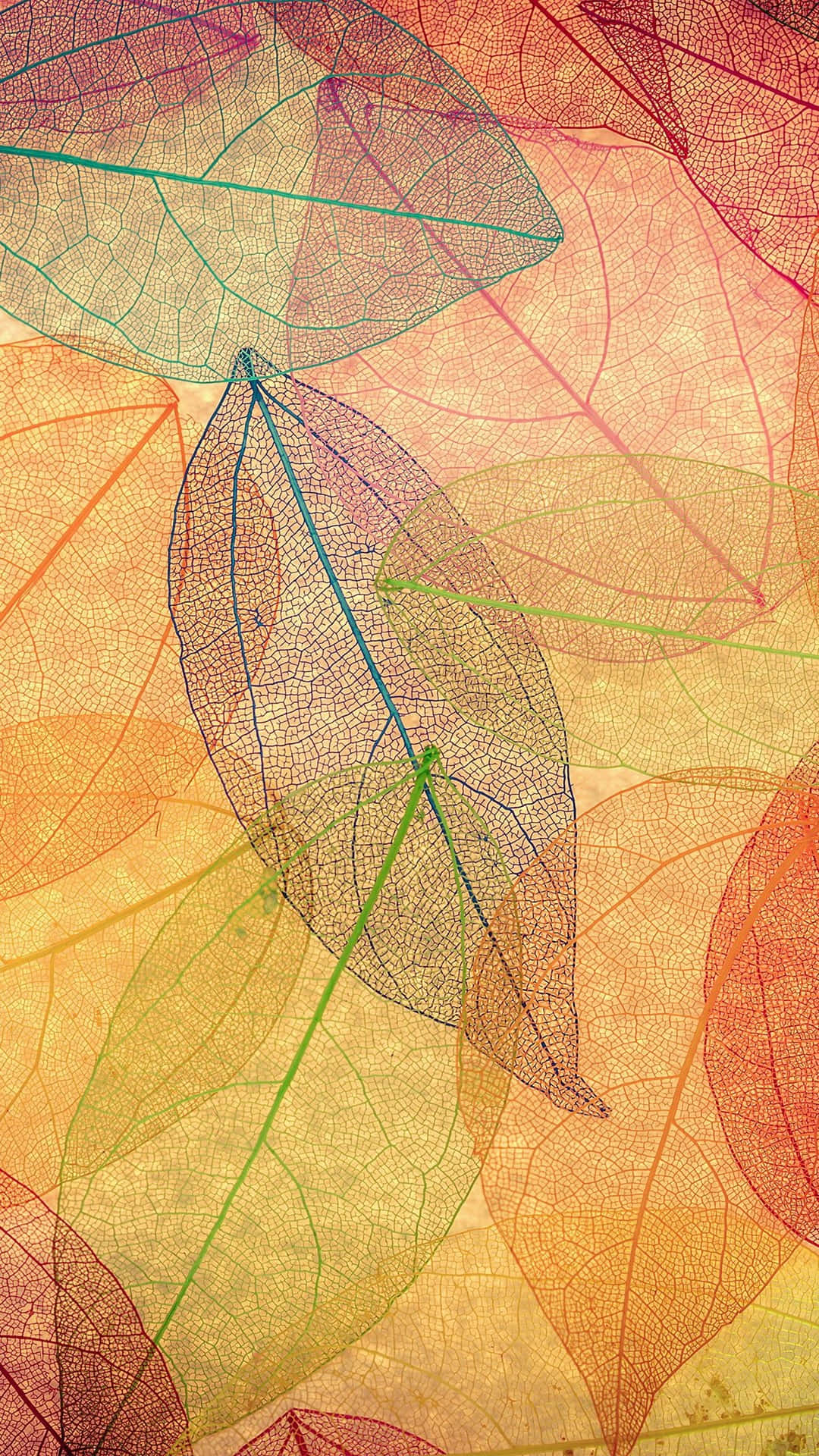 iPhone 6 Plus, Autumn, translucent leaves, Full HD Phone Wallpaper