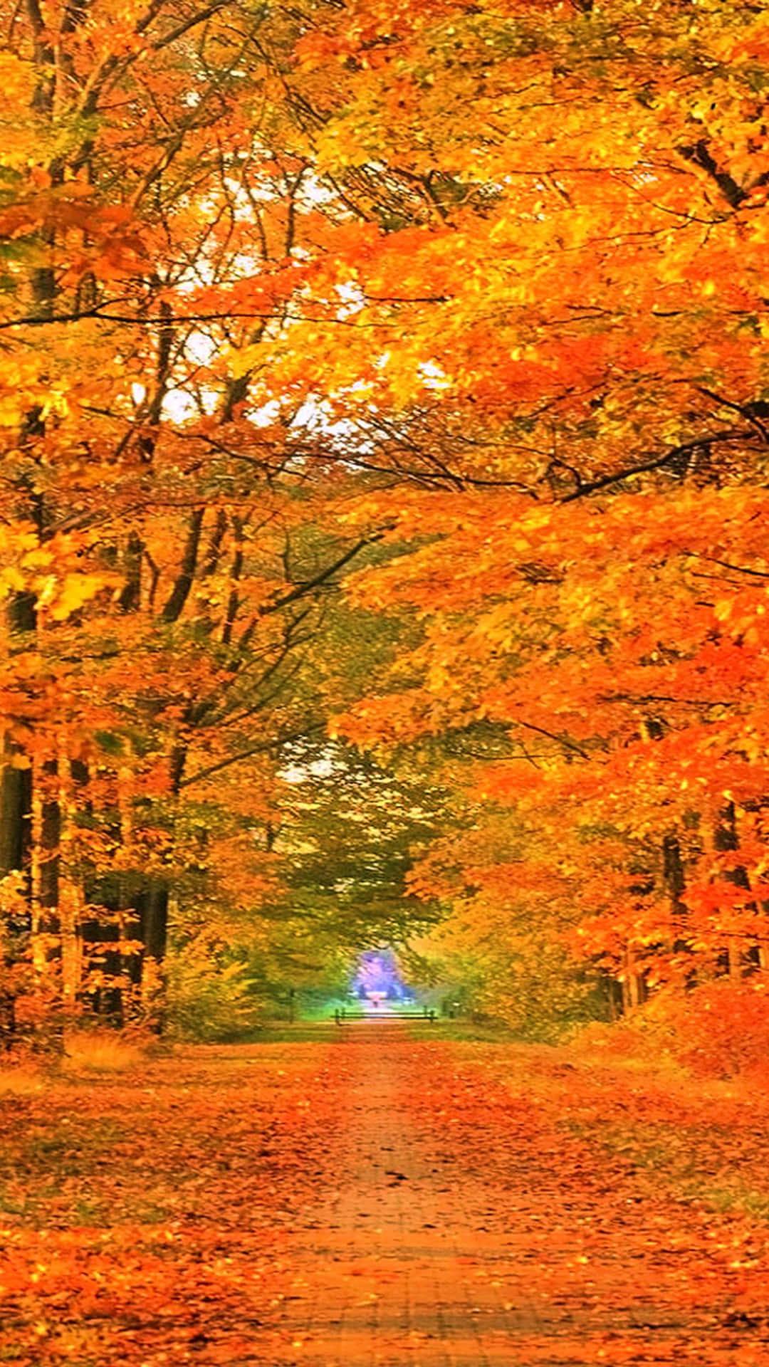 iPhone 6 Plus, autumn, orange leaves, Full HD Phone Wallpaper