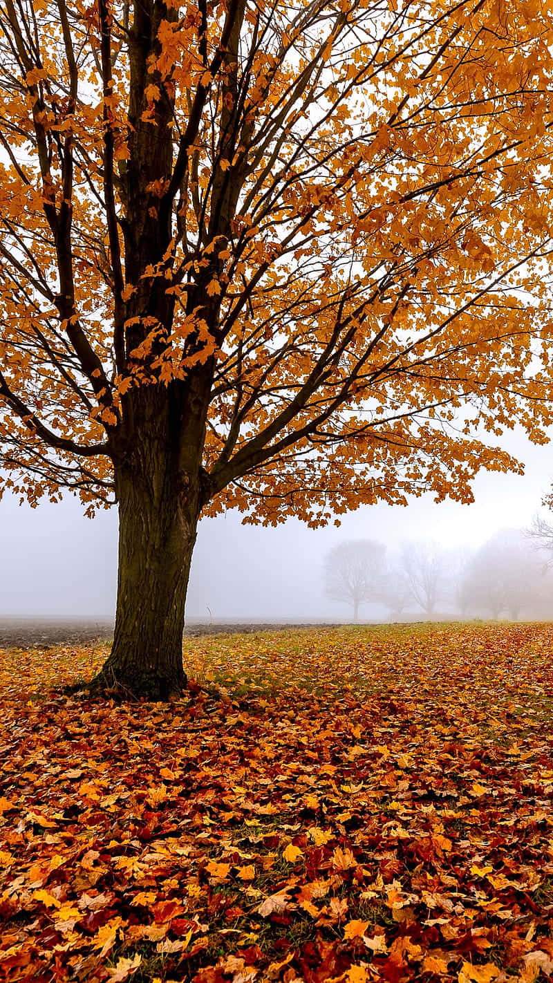 Autumn iPhone 6 Plus, lonely tree, golden autumn leaves, HD Phone Wallpaper
