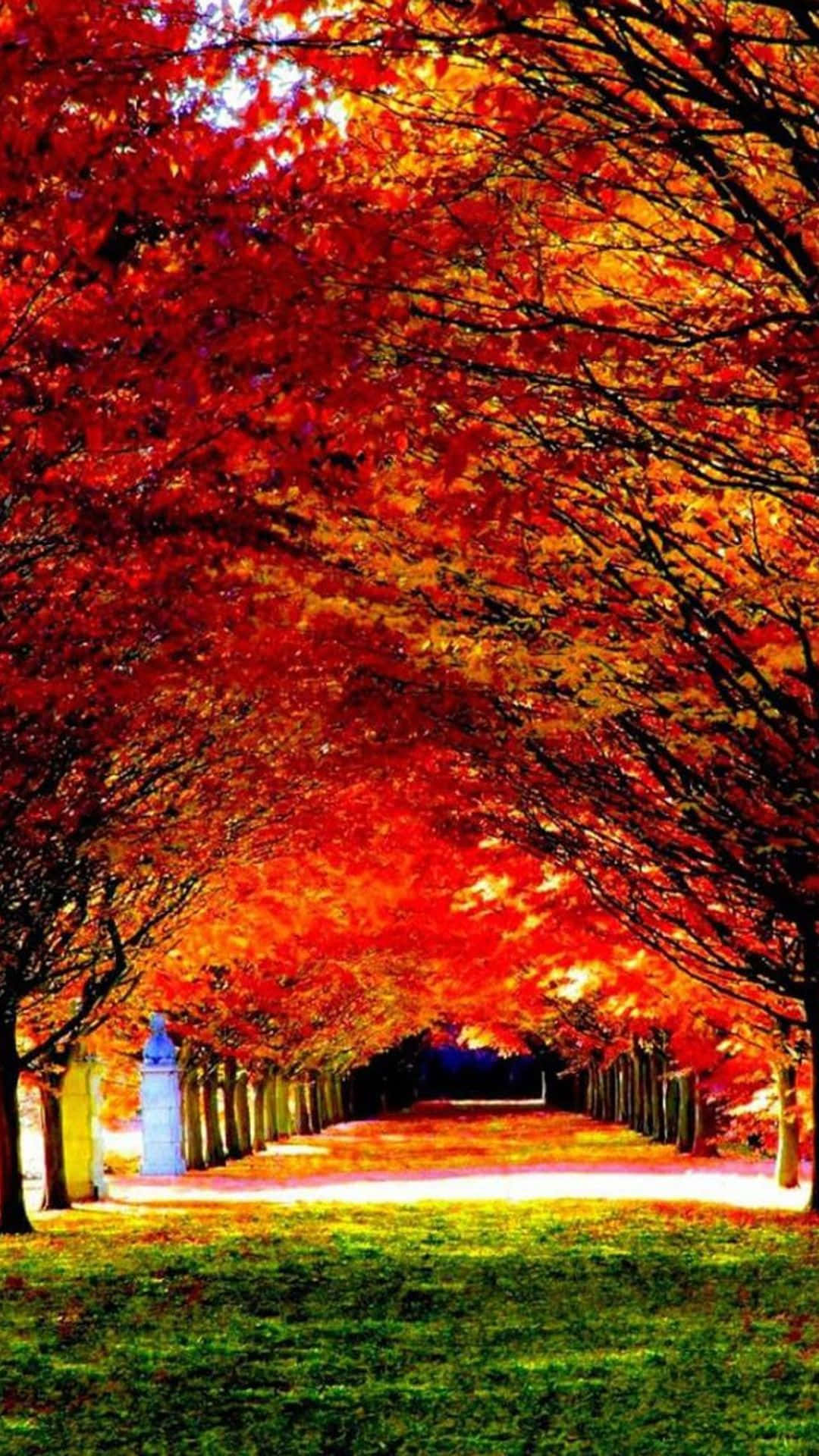 Autumn iPhone 6 Plus, fiery red maple trees, autumn pathway, Full HD Phone Wallpaper