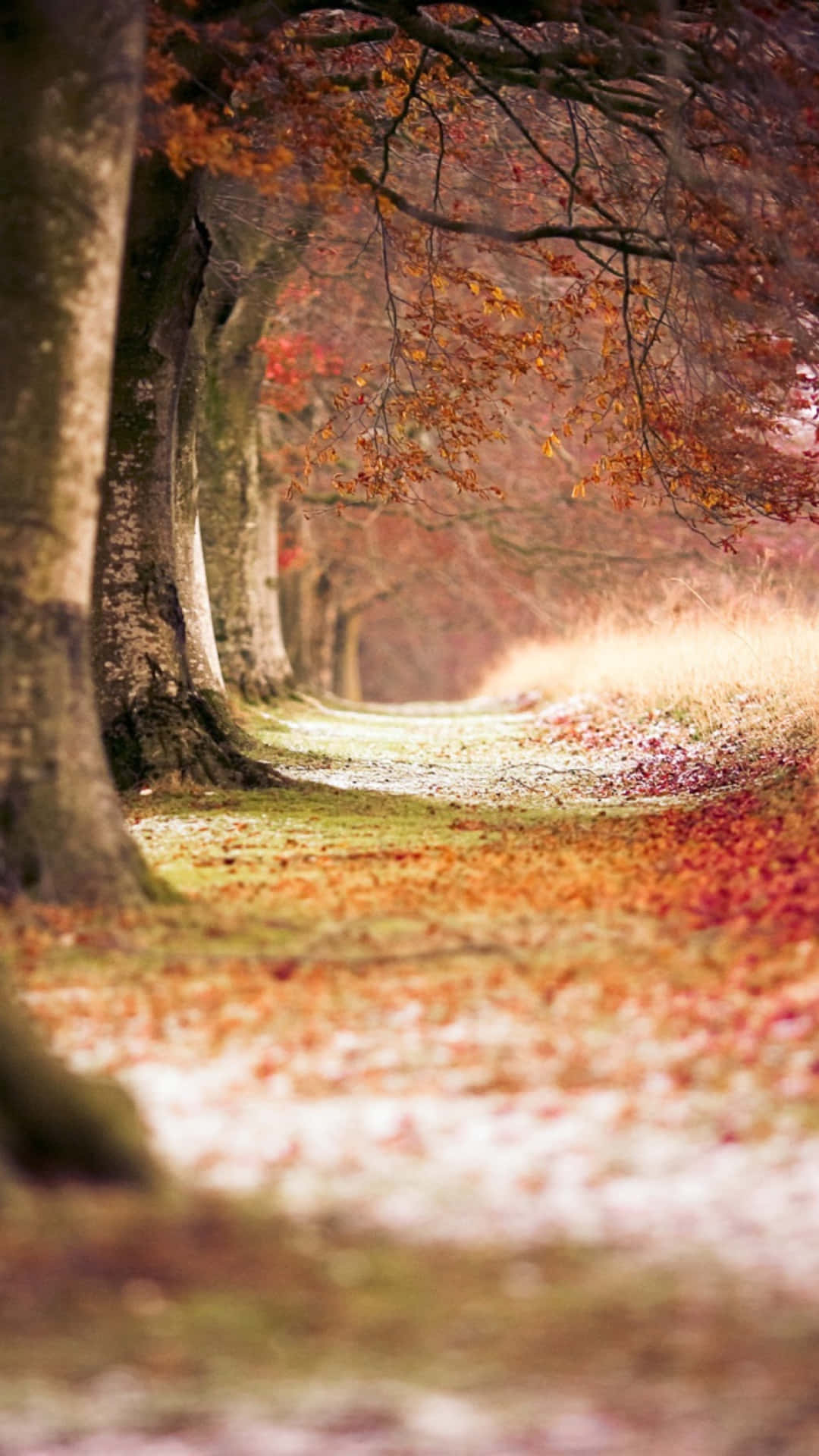 iPhone 6 Plus, autumn, forest path, Full HD Phone Wallpaper