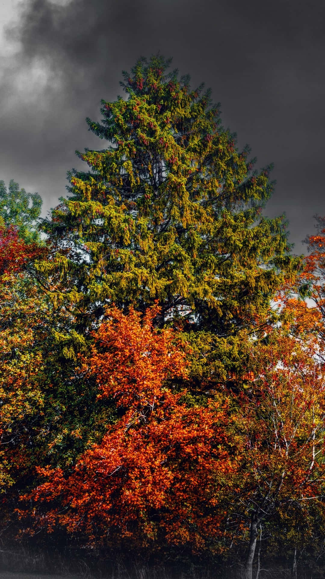 iPhone 6 Plus, autumn, evergreen tree, Full HD Phone Wallpaper