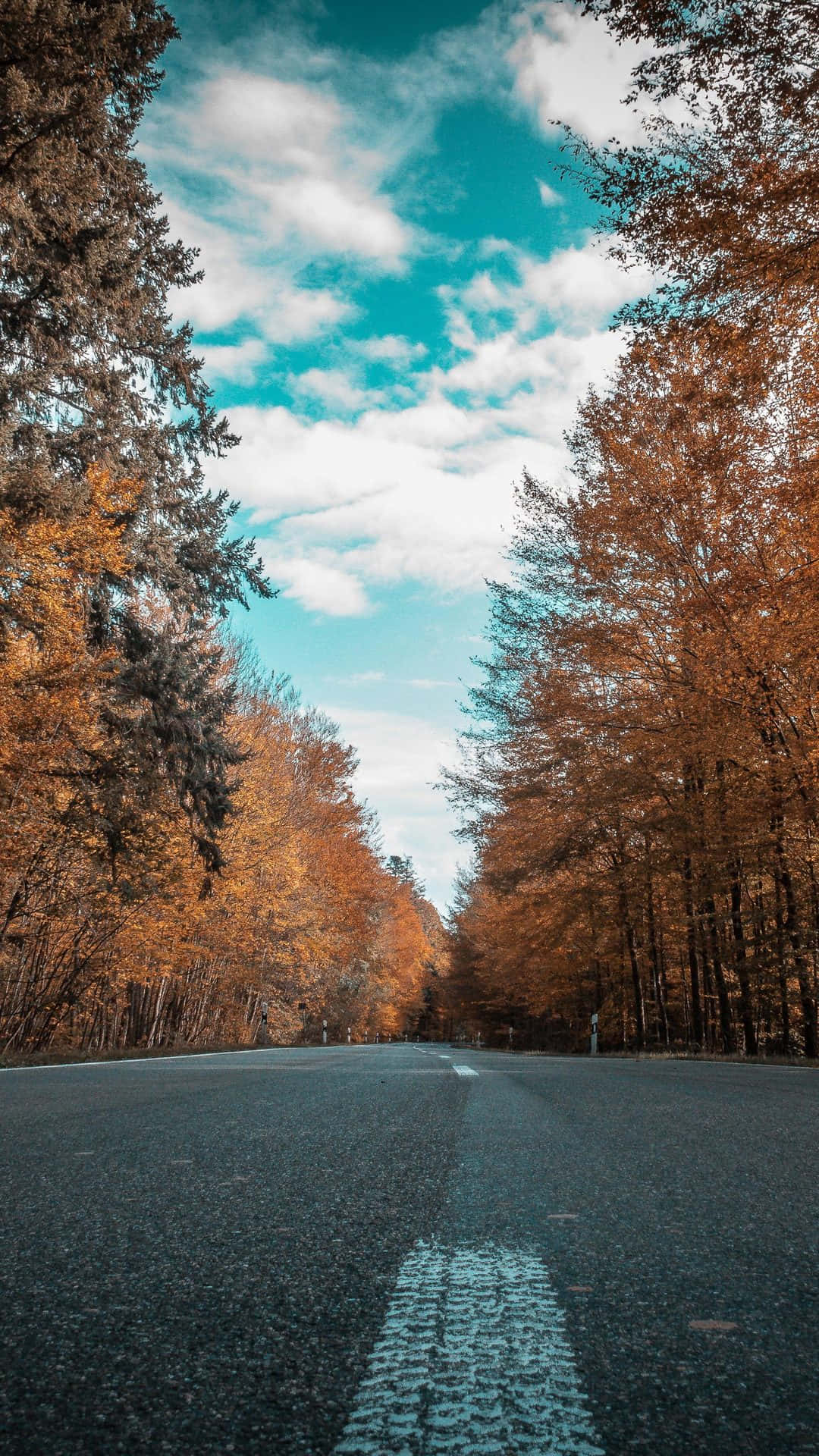 iPhone 6 Plus, autumn, golden trees, Full HD Phone Wallpaper
