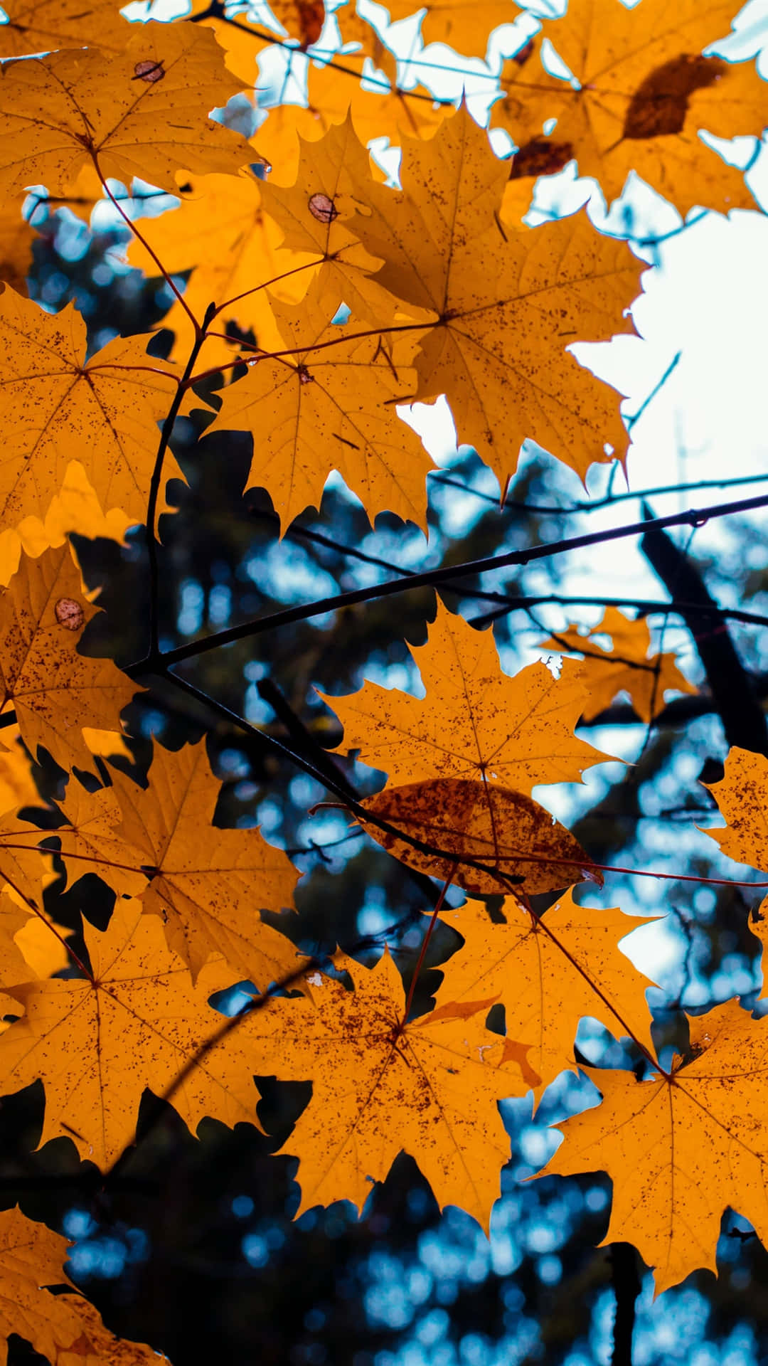 Autumn iPhone 6 Plus, golden maple leaves, cool blue sky, Full HD Phone Wallpaper