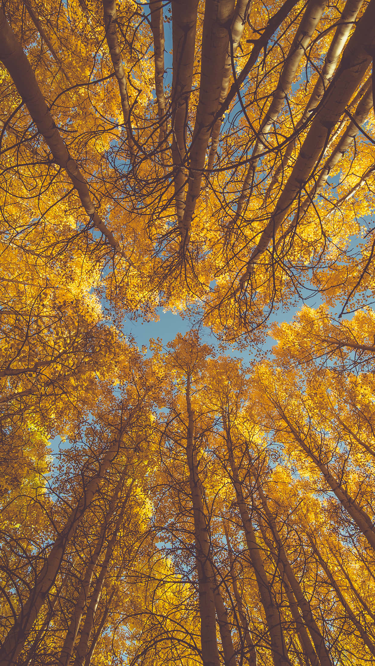 Autumn iPhone 6 Plus, golden aspen leaves, clear blue sky, Full HD Phone Wallpaper