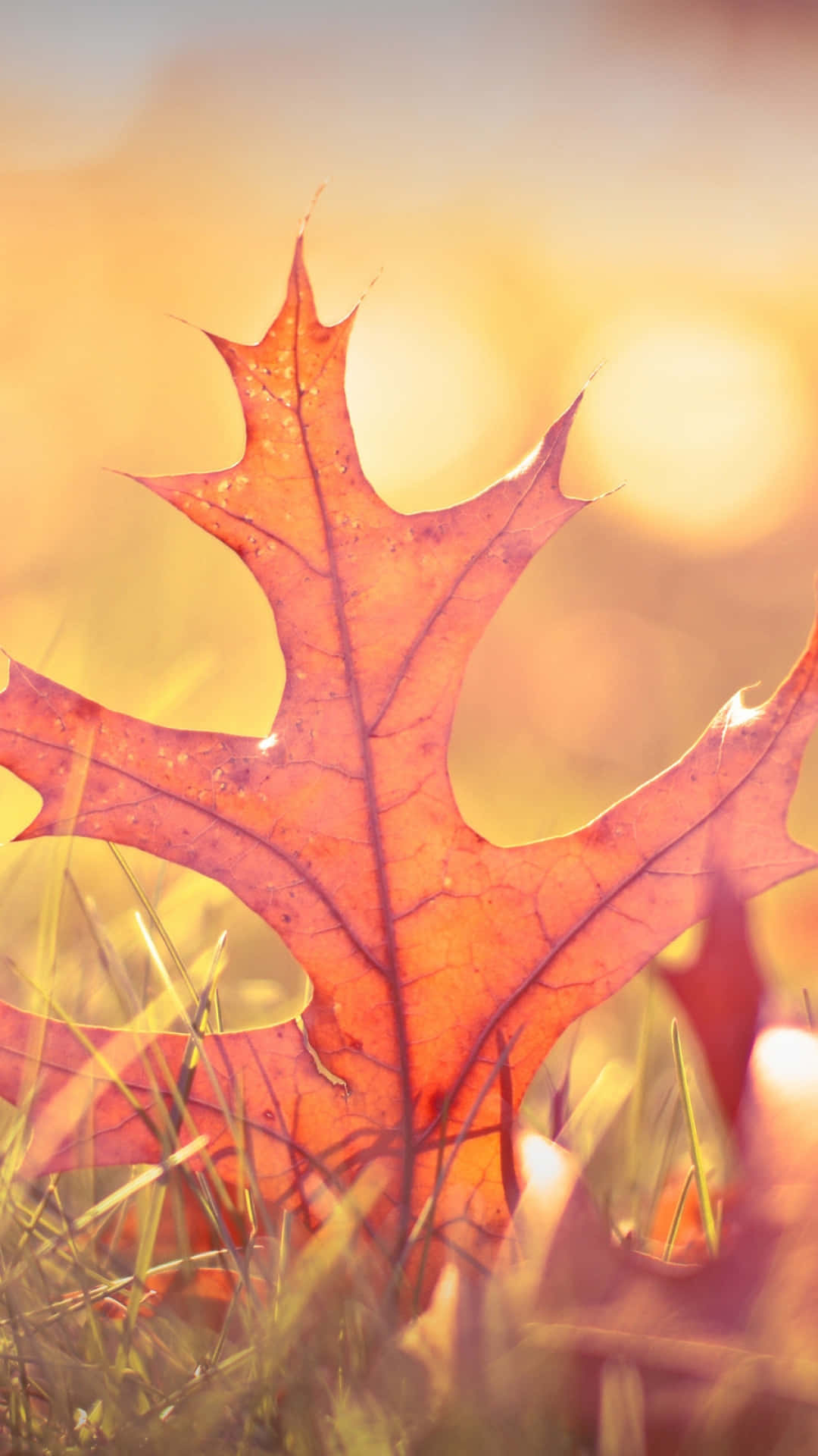Autumn iPhone 6 Plus, red oak leaf, dew drops, Full HD Phone Wallpaper