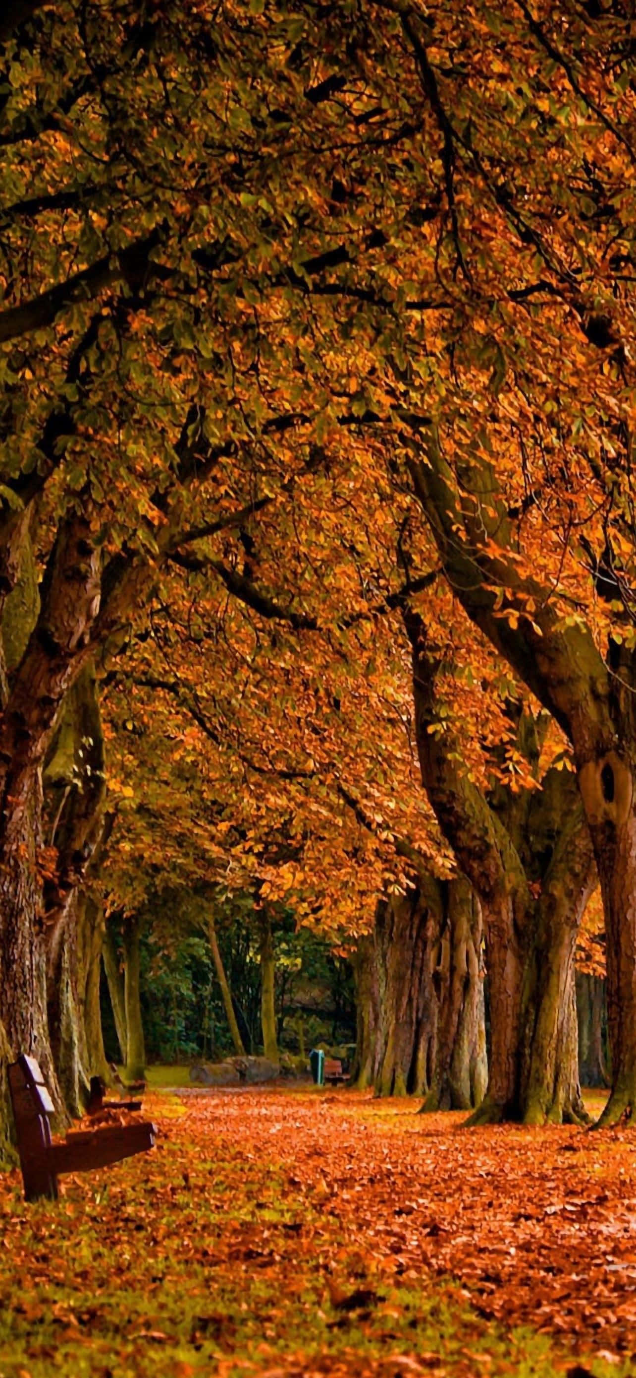 iPhone 6 Plus, autumn, golden leaves, 2K Phone Wallpaper