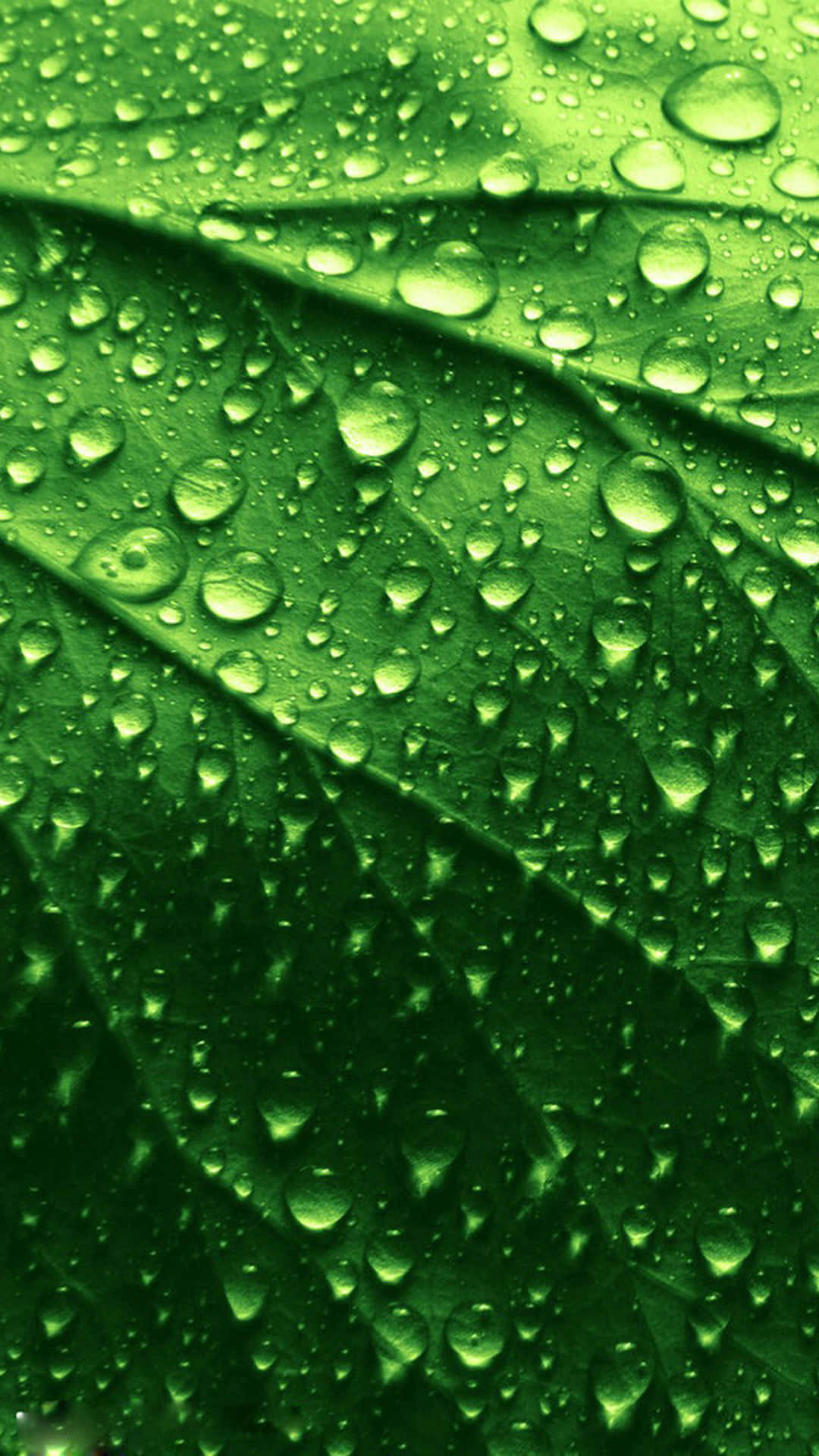 iPhone 6 Plus, vibrant green leaves, dewdrops, Full HD Phone Wallpaper