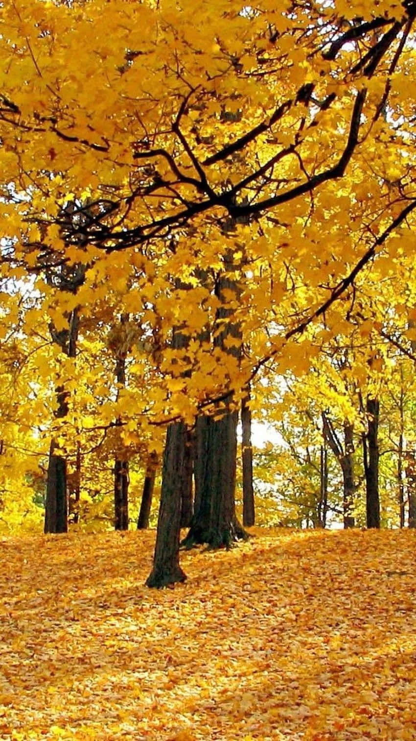 iPhone 6 Plus, autumn, golden maple leaves, HD Phone Wallpaper