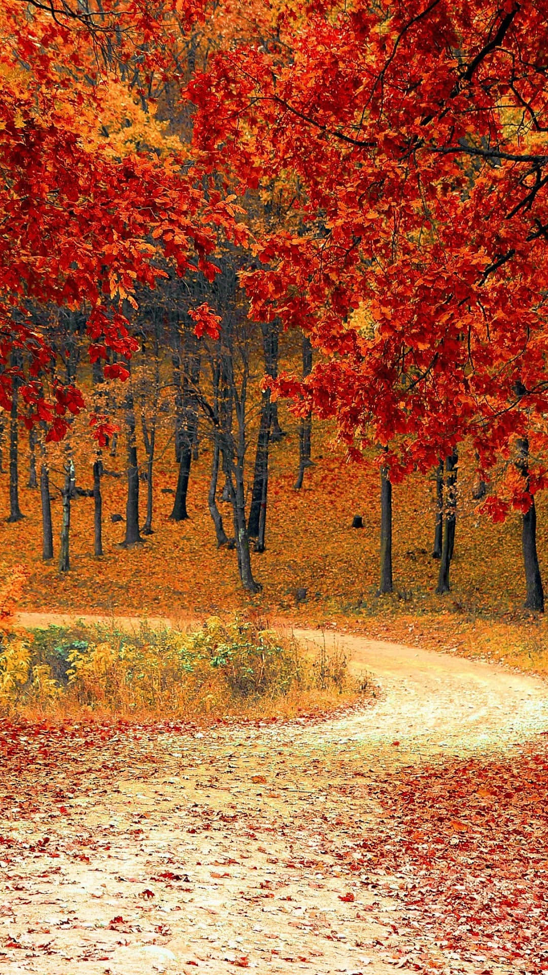 iPhone 6 Plus, autumn, dirt path, Full HD Phone Wallpaper