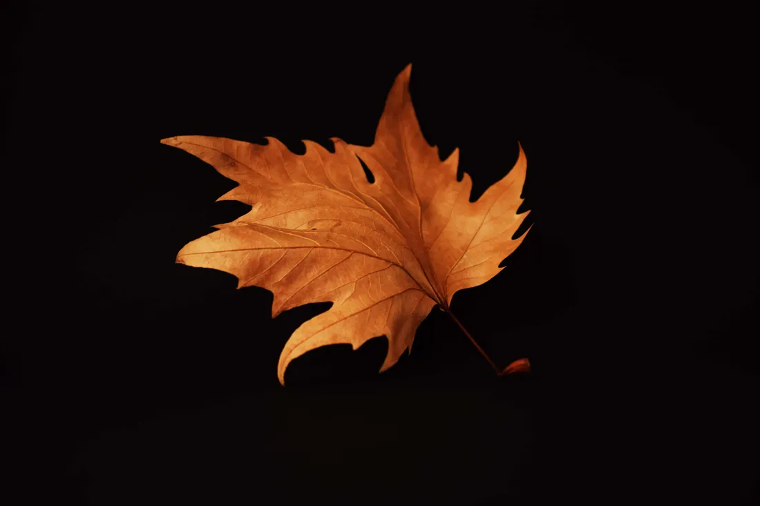 Autumn Leaf