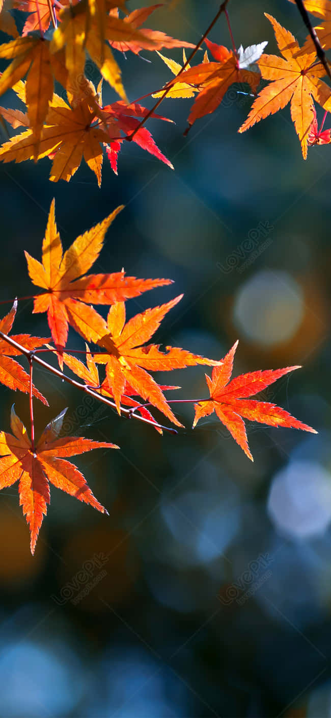 autumn leaf, maple leaves, orange, HD Phone Wallpaper