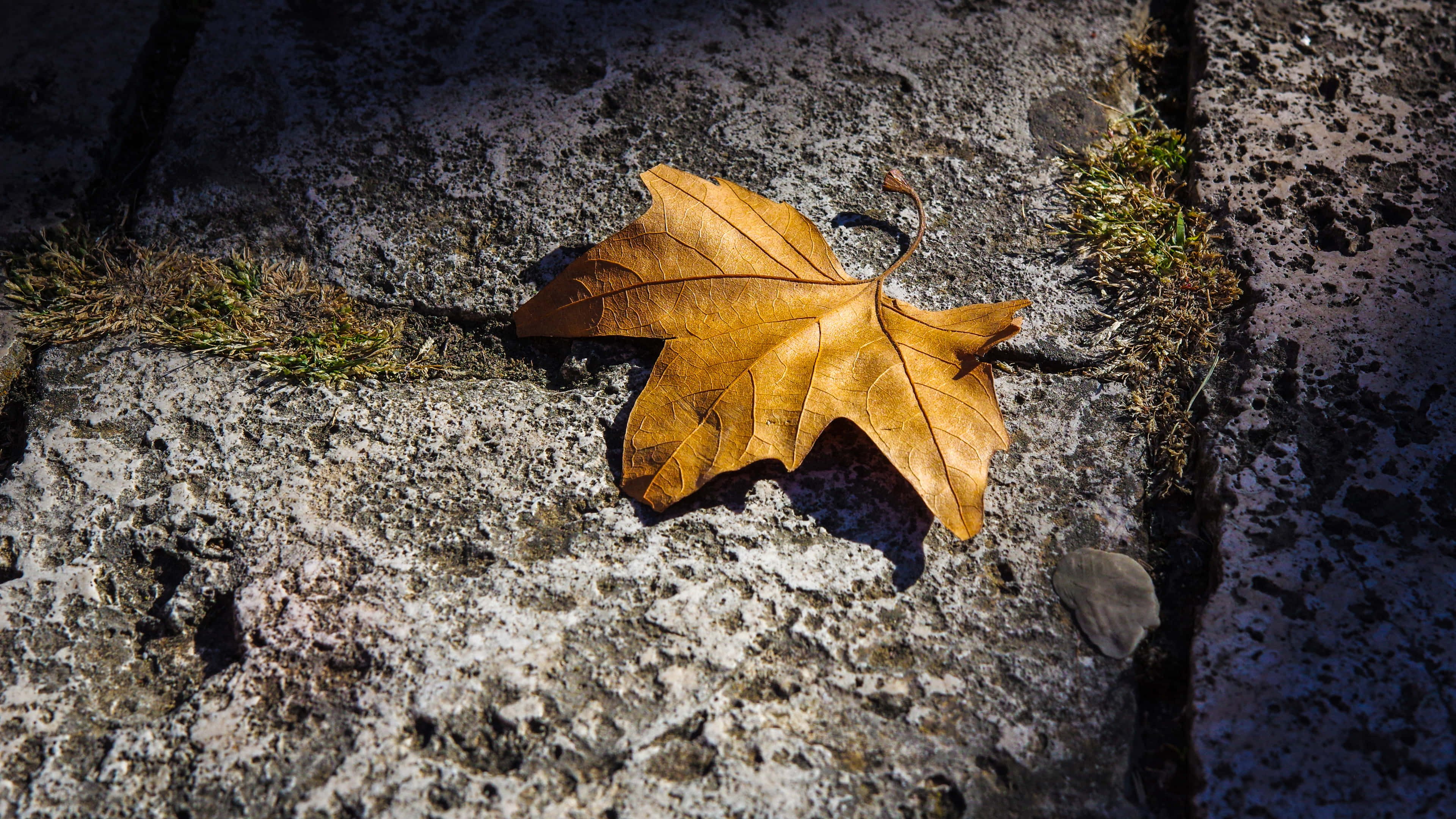 autumn leaf, golden maple leaf, pristine lake, 4K Desktop Wallpaper
