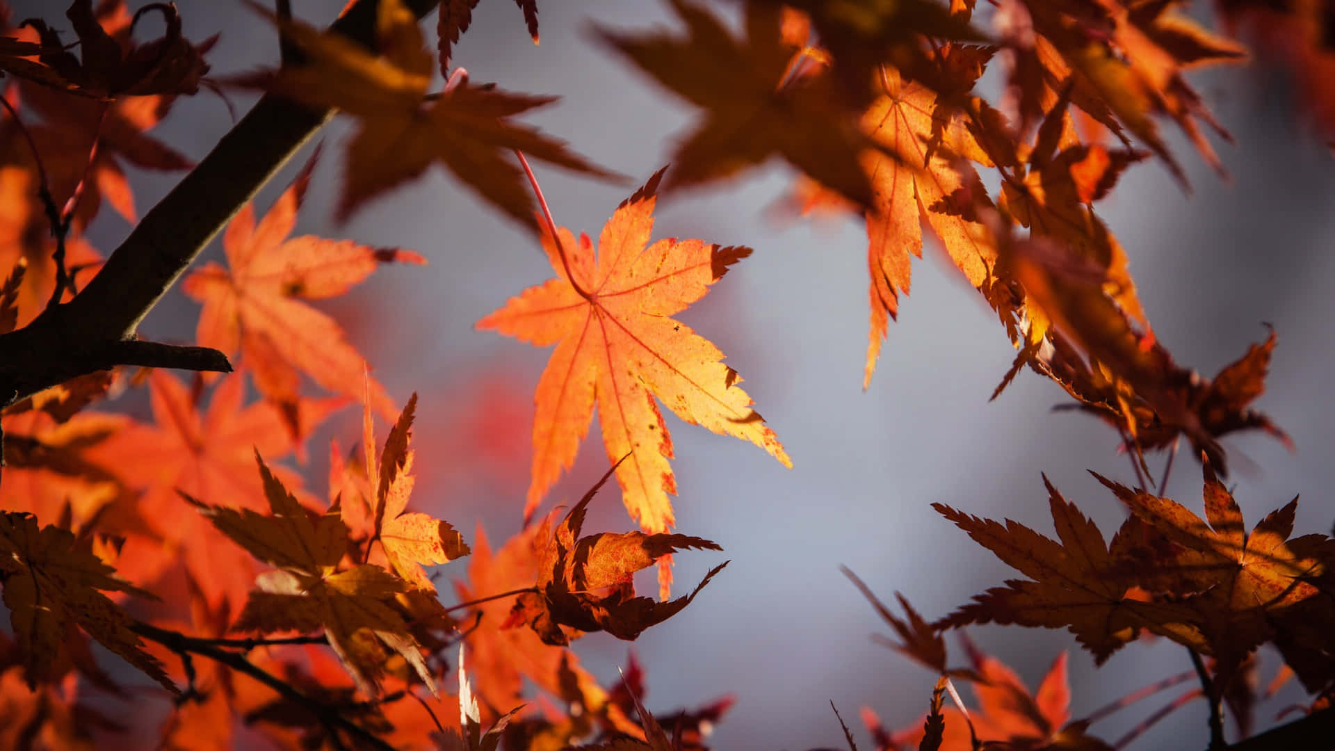 autumn leaf, orange maple leaves, sunlight, Full HD Desktop Wallpaper