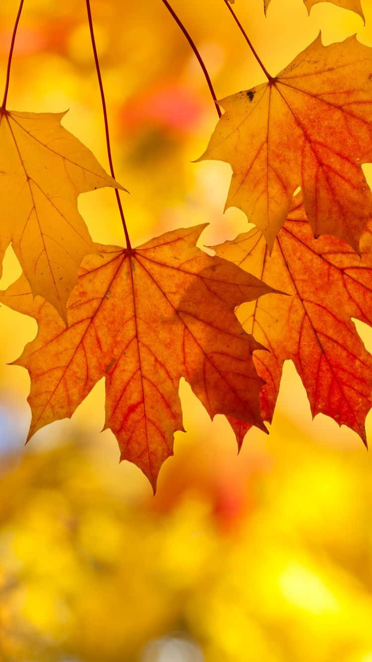 autumn leaf, maple leaves, fiery orange, HD Phone Wallpaper