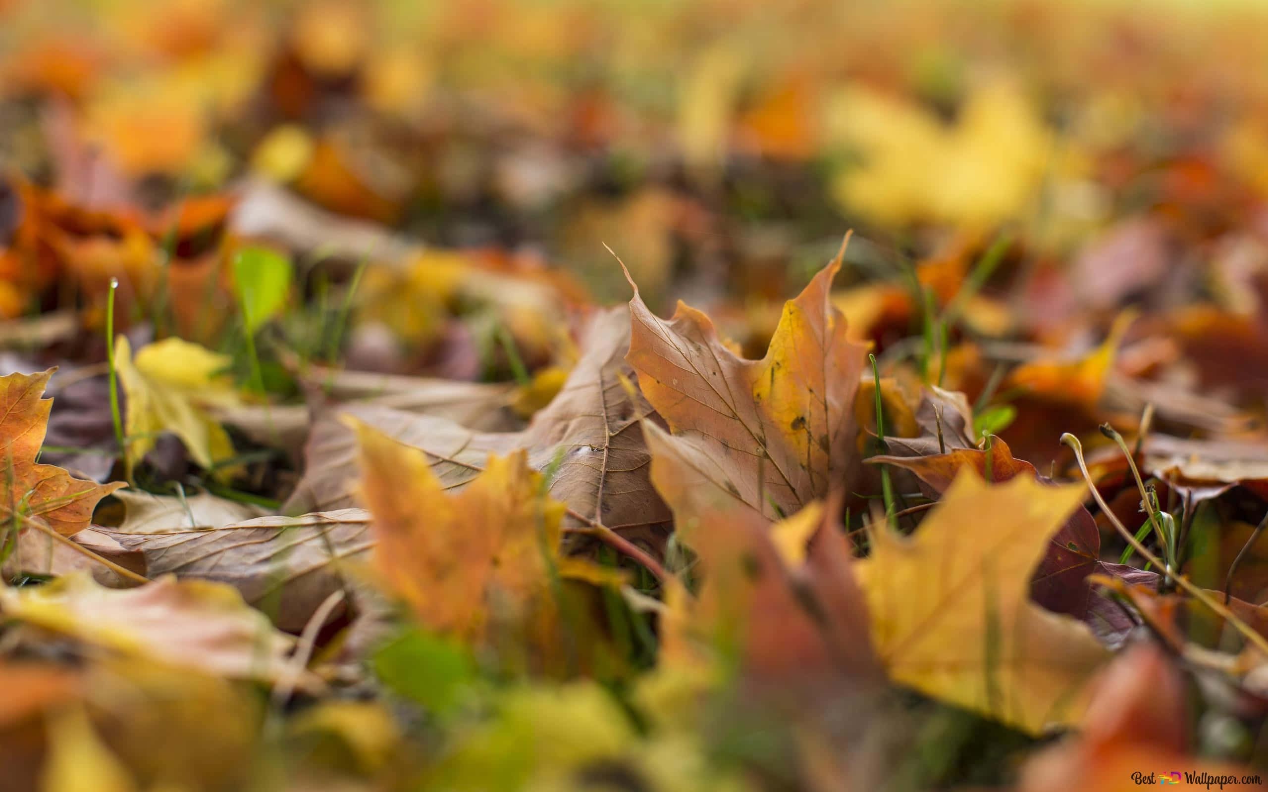 autumn leaf, orange, yellow, 2K Desktop Wallpaper