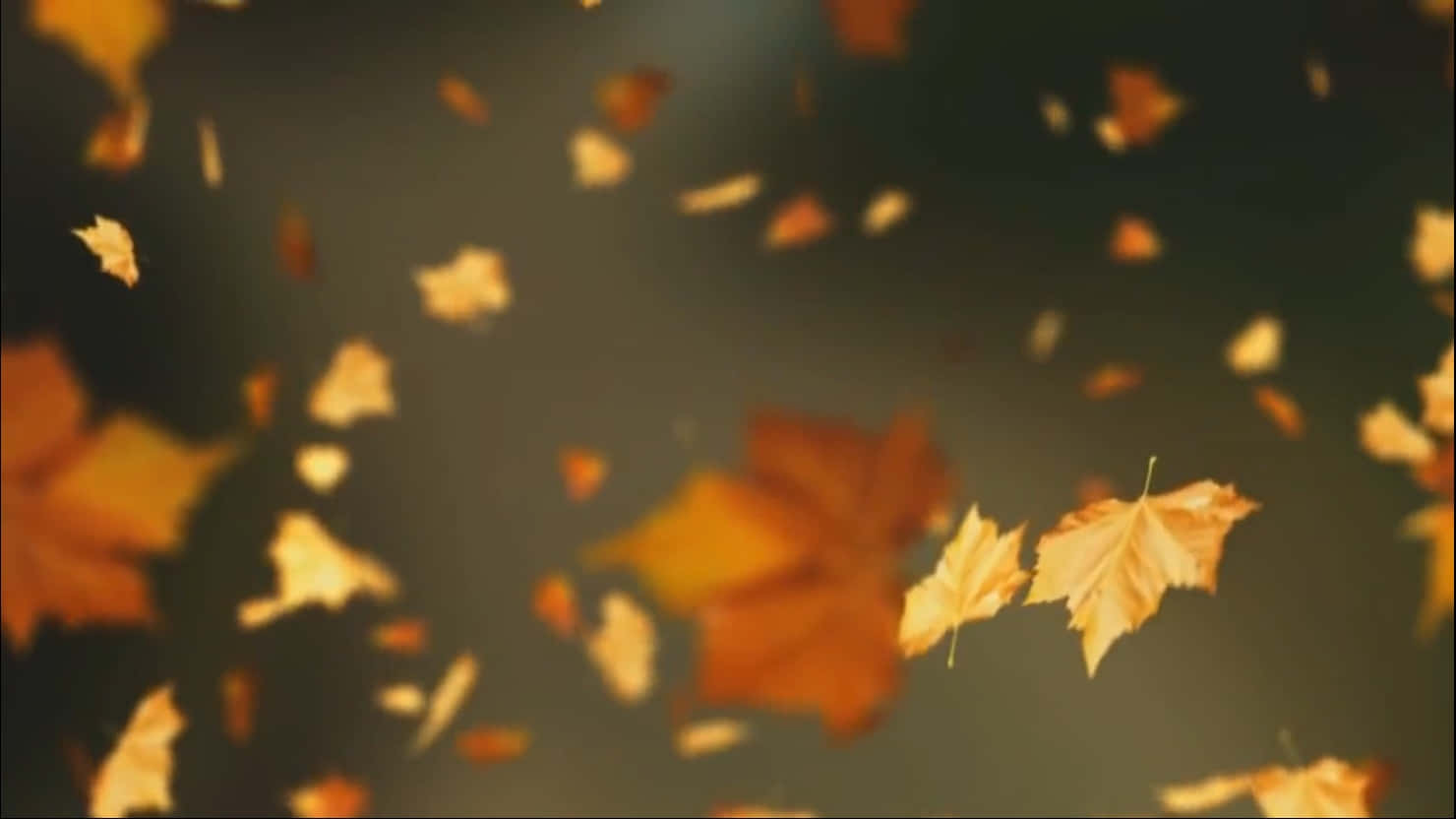 Autumn Leaf, Golden maple leaves, hazy autumn air, HD Desktop Wallpaper