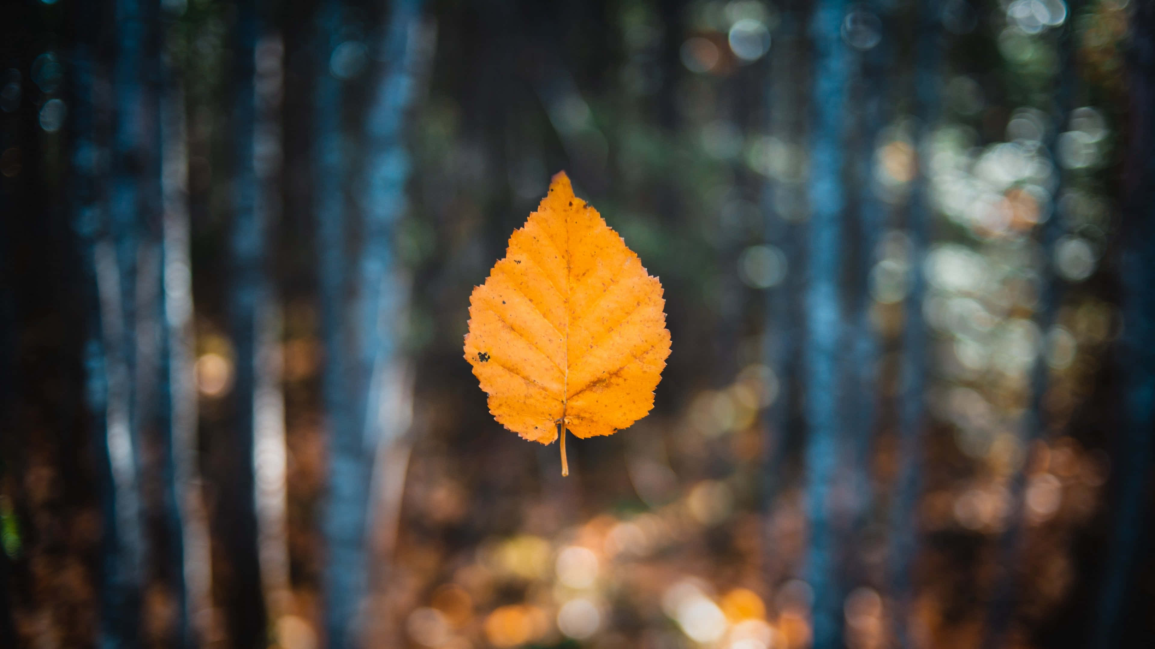 autumn leaf, vibrant orange leaf, softly blurred forest, 4K Desktop Wallpaper