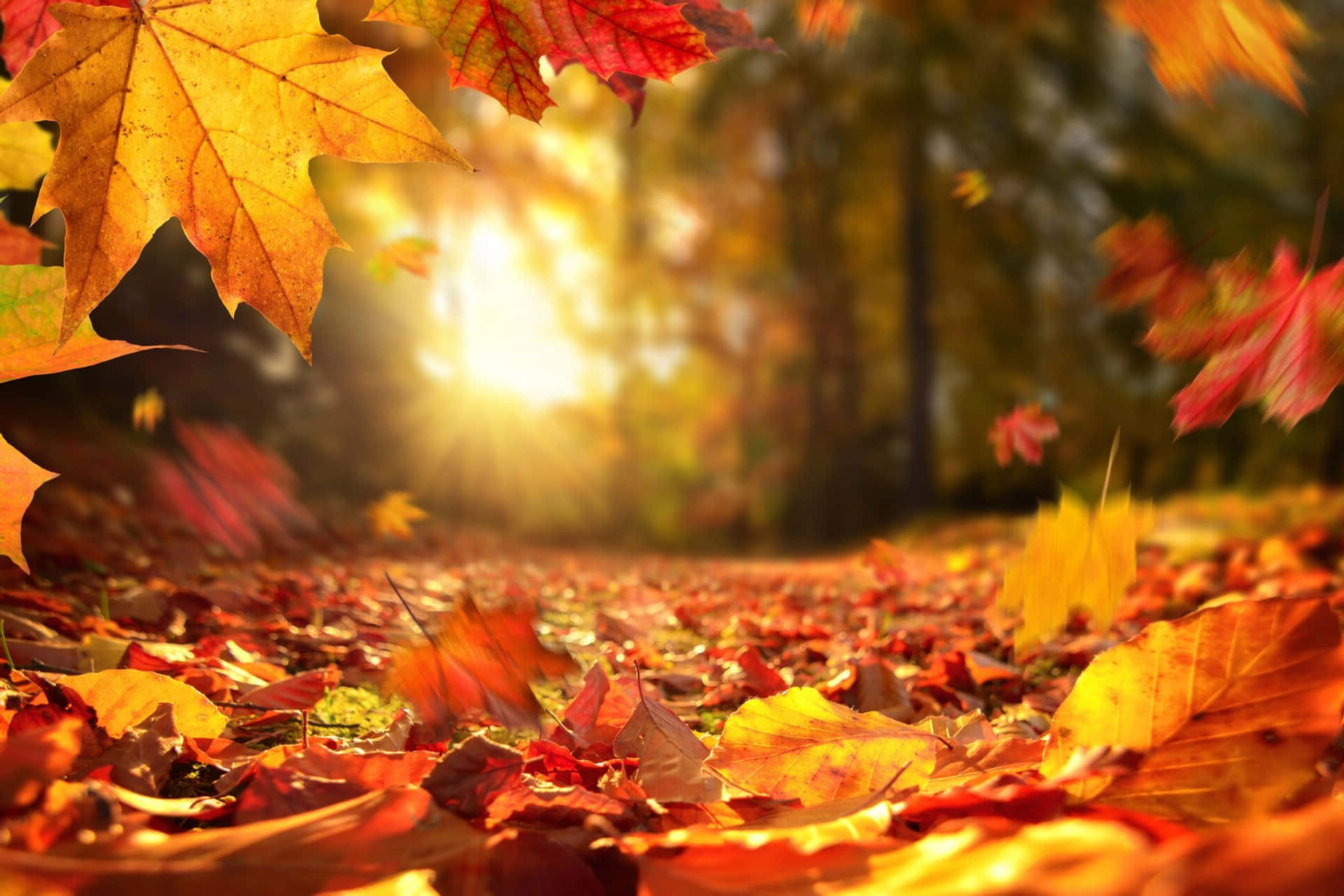 autumn leaf, golden sunlight, vibrant autumn leaves, Full HD Desktop Wallpaper