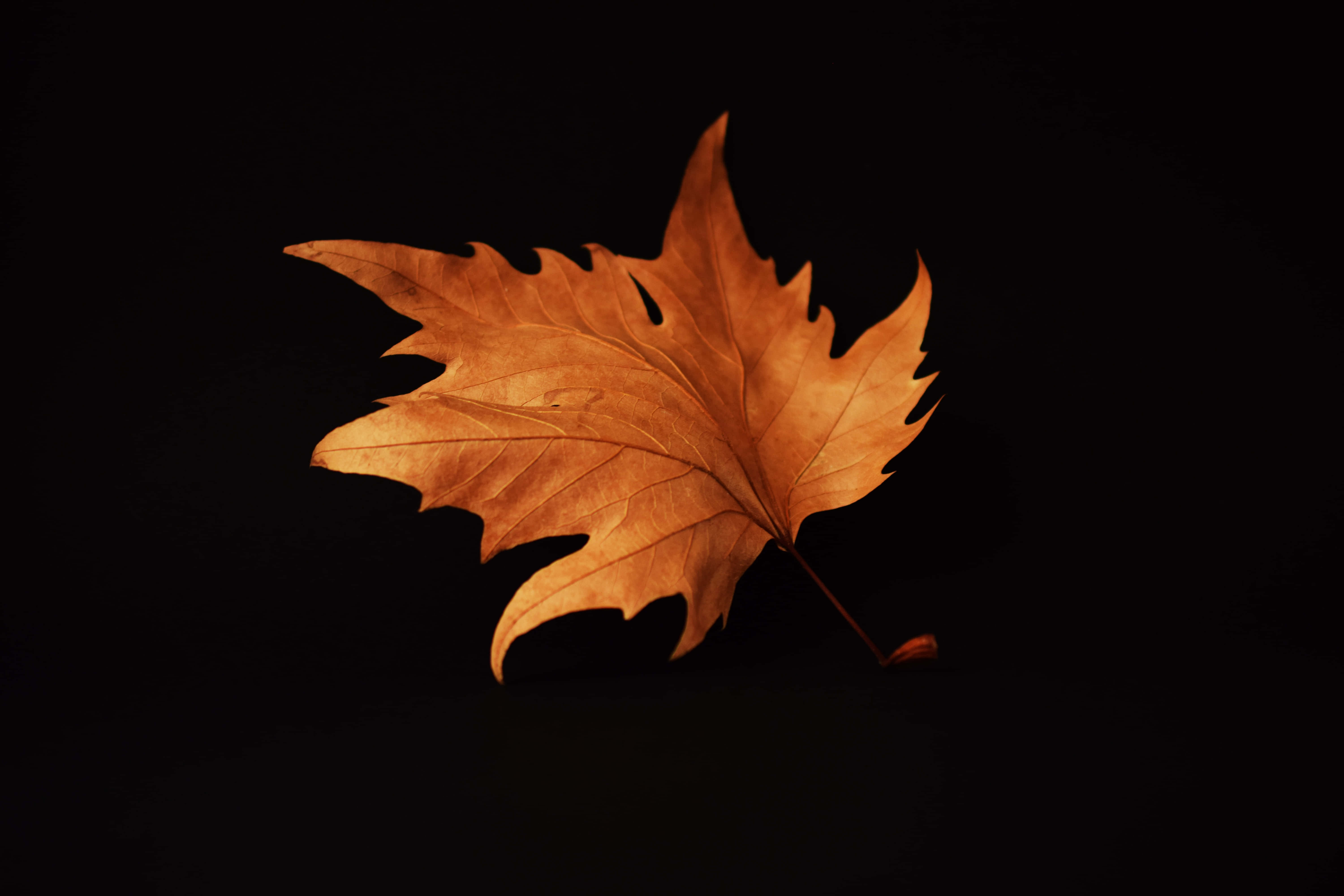 autumn leaf, golden-brown maple leaf, intricate veins, 5K Desktop Wallpaper