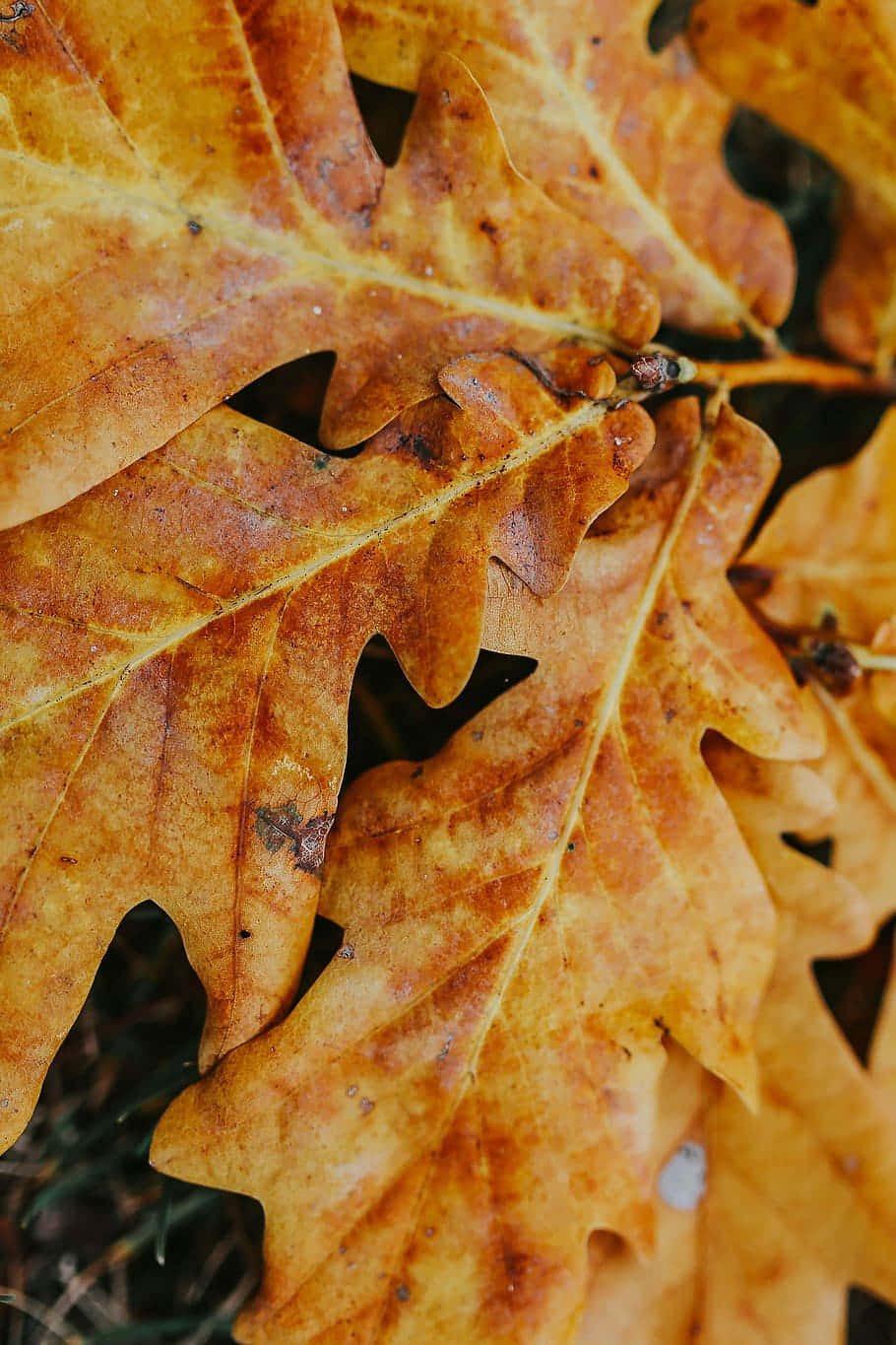 autumn leaf, vibrant orange, brown oak leaves, HD Phone Wallpaper