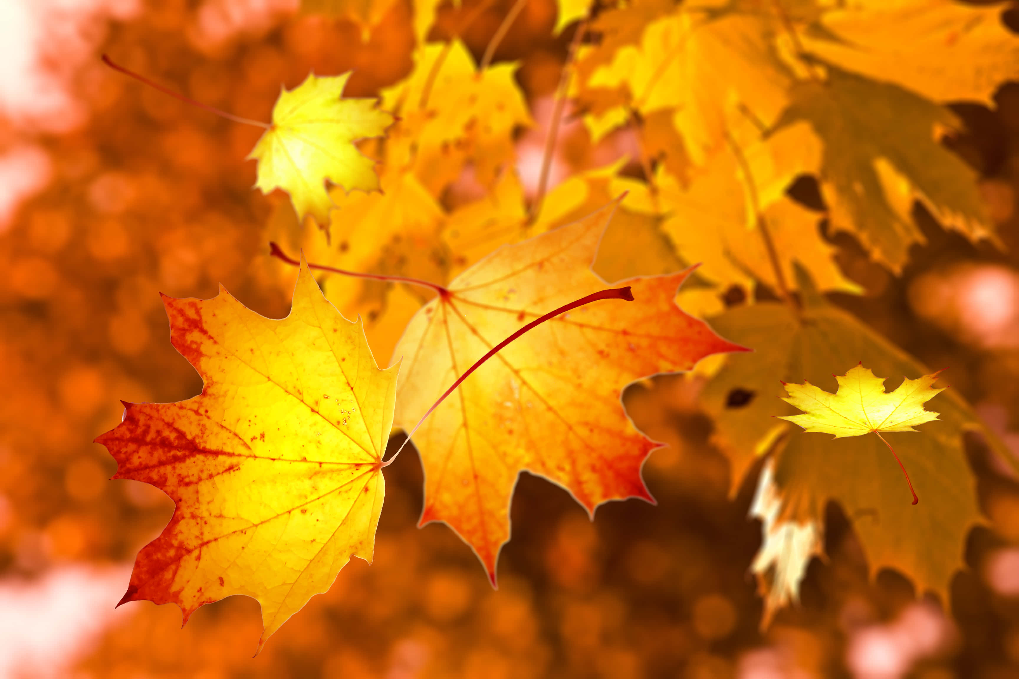 autumn leaf, golden maple leaves, sunny day, 2K Desktop Wallpaper