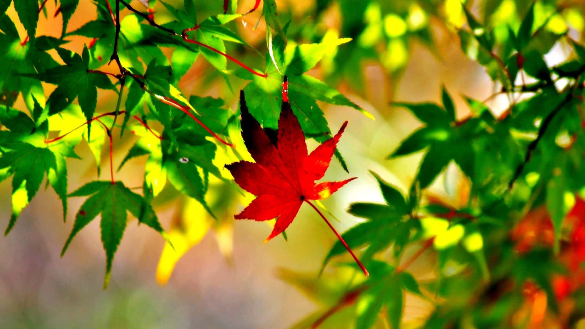 vibrant red maple leaf, lush green foliage, warm golden sunlight, Full HD Desktop Wallpaper