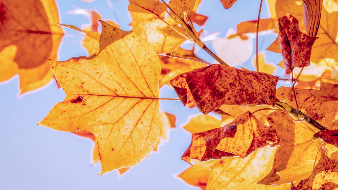 autumn leaf, golden orange hues, clear blue sky, HD Desktop Wallpaper