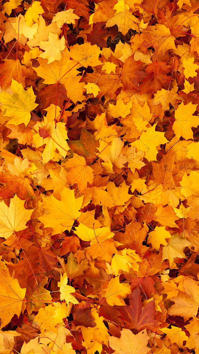 autumn leaf, golden orange maple leaves, crisp autumn sunlight, HD Phone Wallpaper