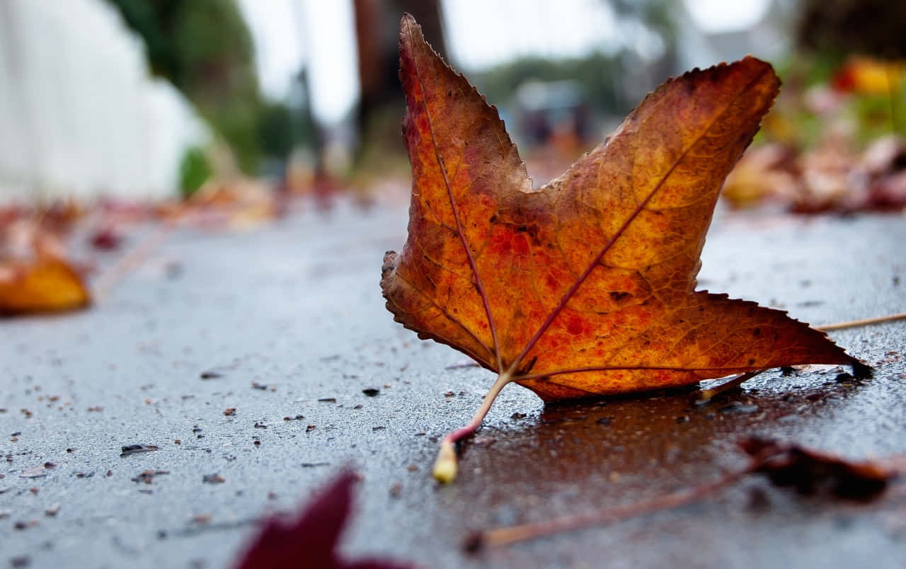 autumn leaf, red autumn leaf, vibrant orange maple leaf, HD Desktop Wallpaper