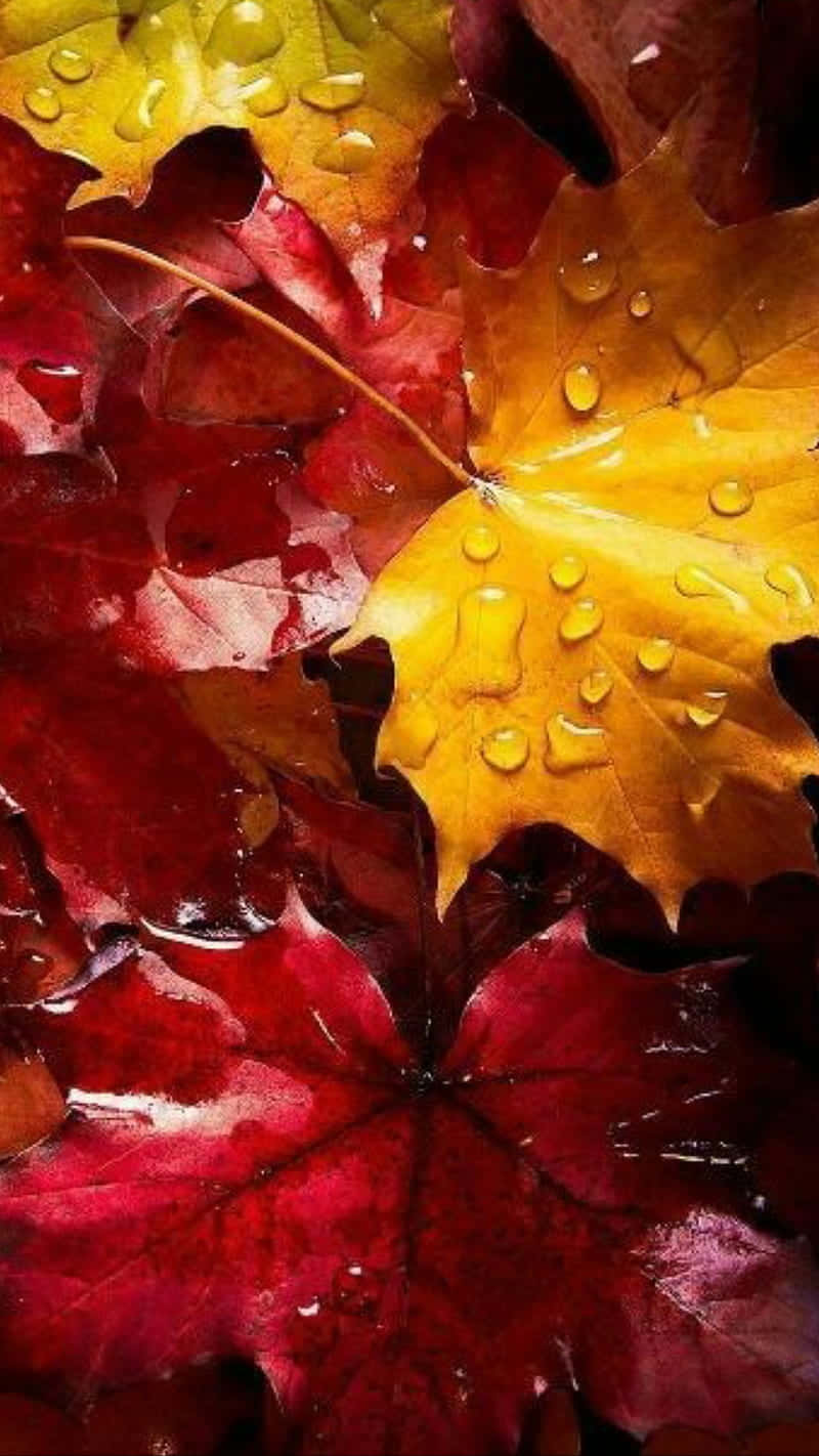 autumn leaf, orange, yellow, HD Phone Wallpaper