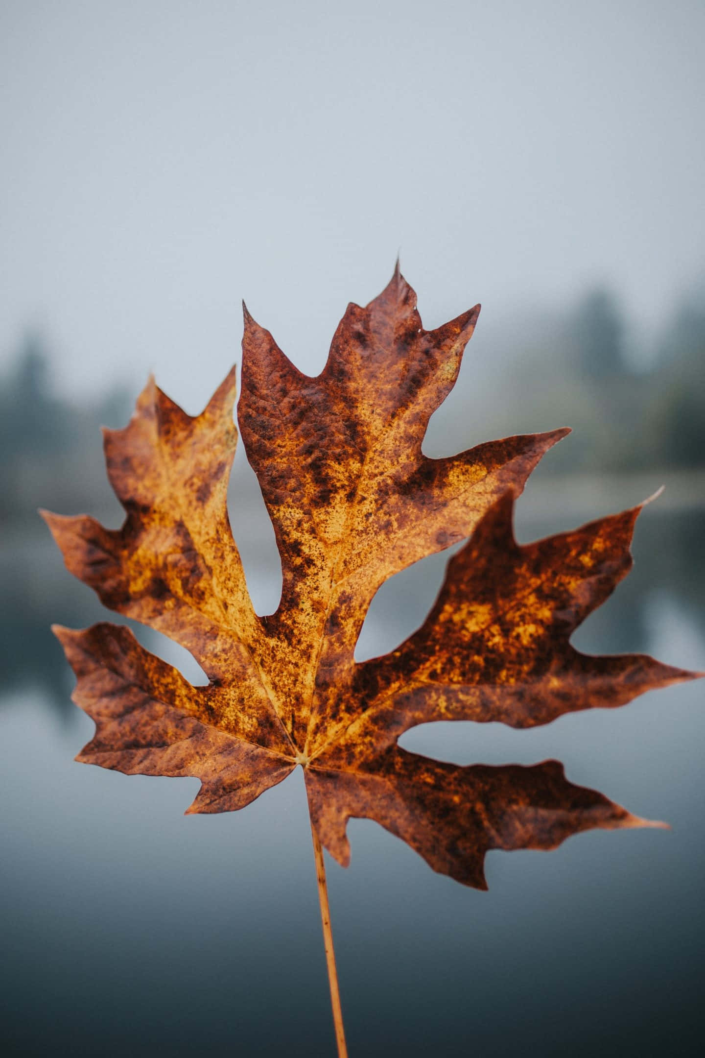 autumn maple leaf, crisp, orange and brown hues, Full HD Phone Wallpaper