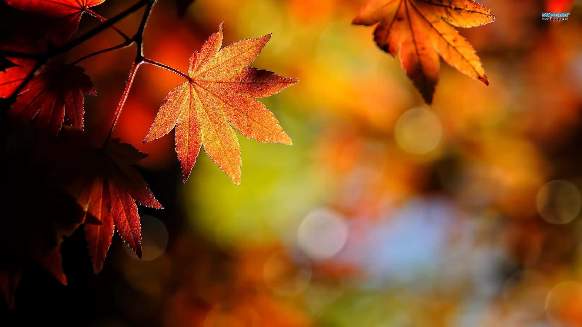 Autumn Leaf, maple leaf, warm autumn hues, Full HD Desktop Wallpaper