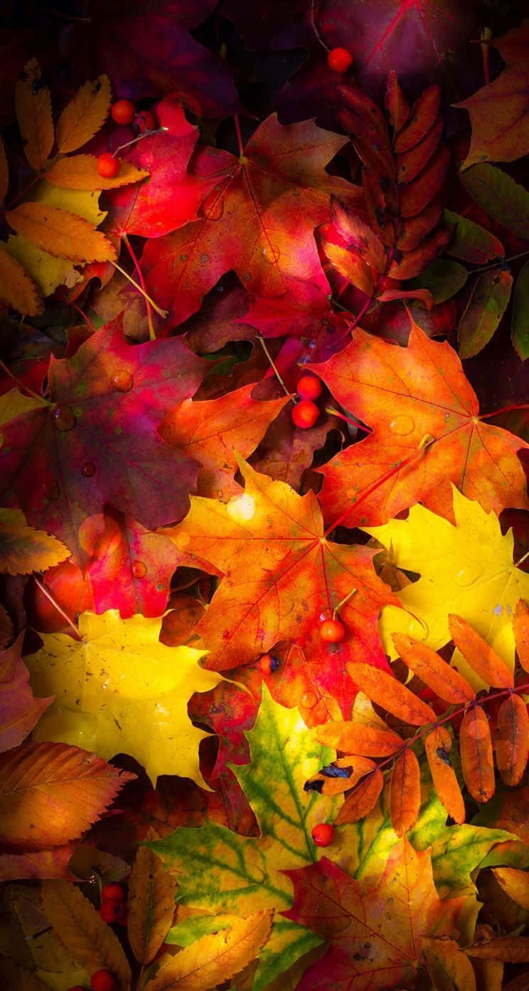Autumn Leaf, fiery reds, oranges, HD Phone Wallpaper