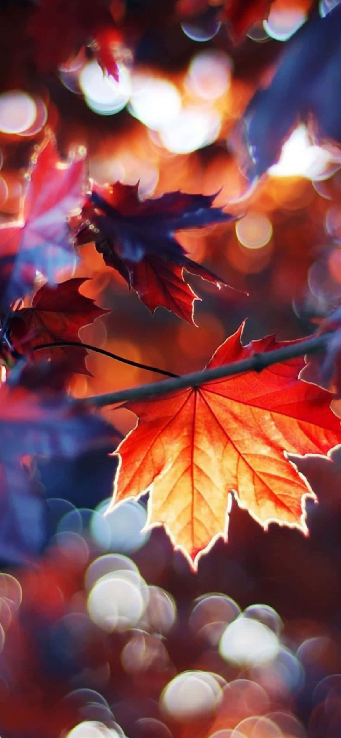 red maple leaf, vibrant red, orange, Full HD Phone Wallpaper