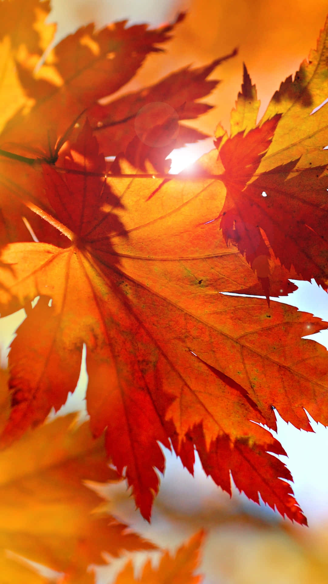 autumn leaf, maple leaves, fiery orange, Full HD Phone Wallpaper