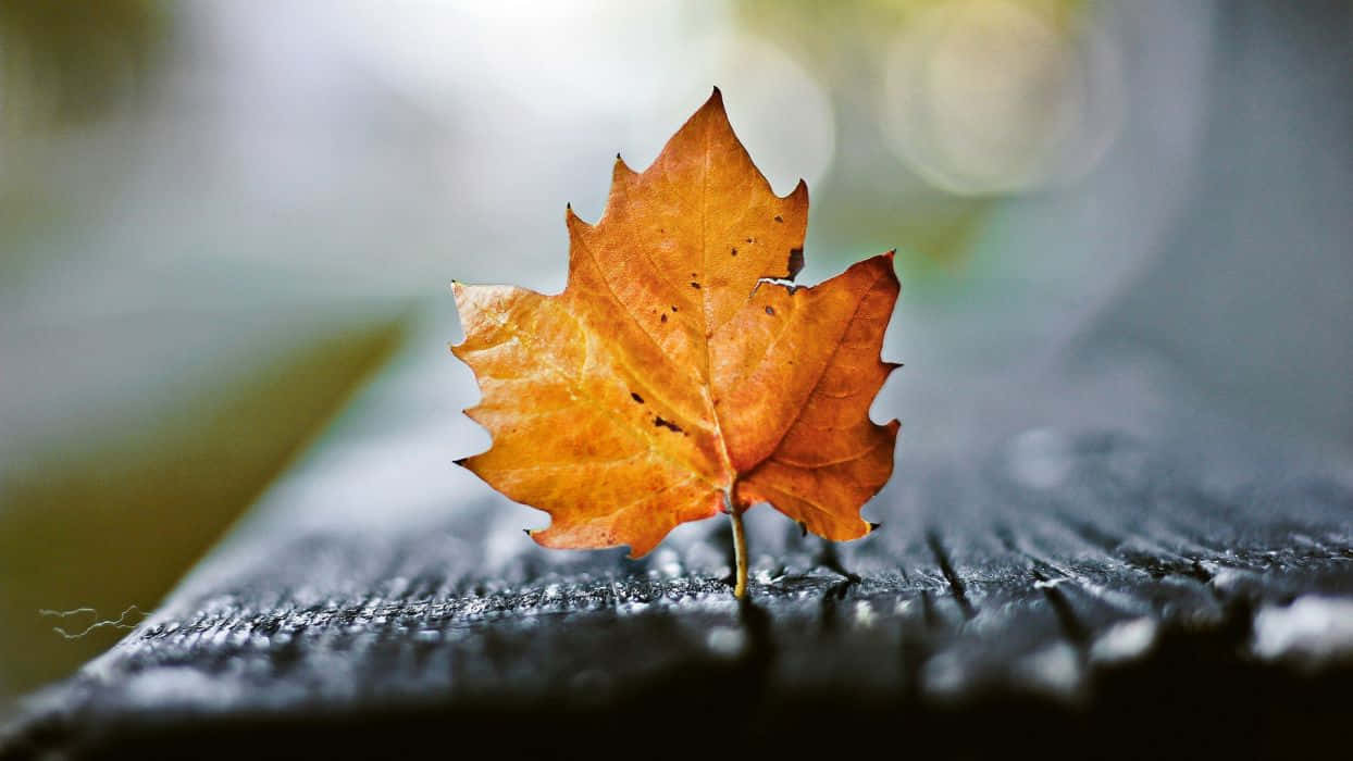 Autumn Leaf, vibrant orange maple leaf, dark wet wooden surface, SD Desktop Wallpaper