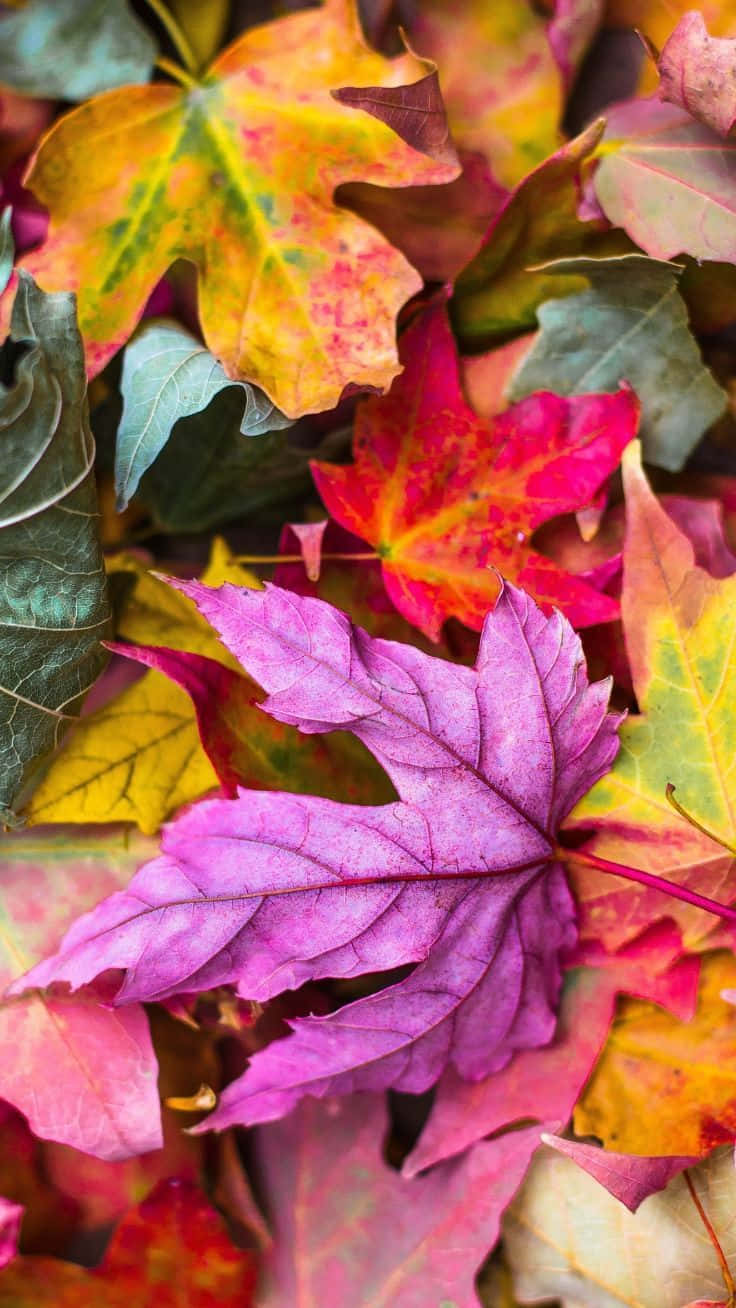 autumn leaf, purple, yellow, HD Phone Wallpaper