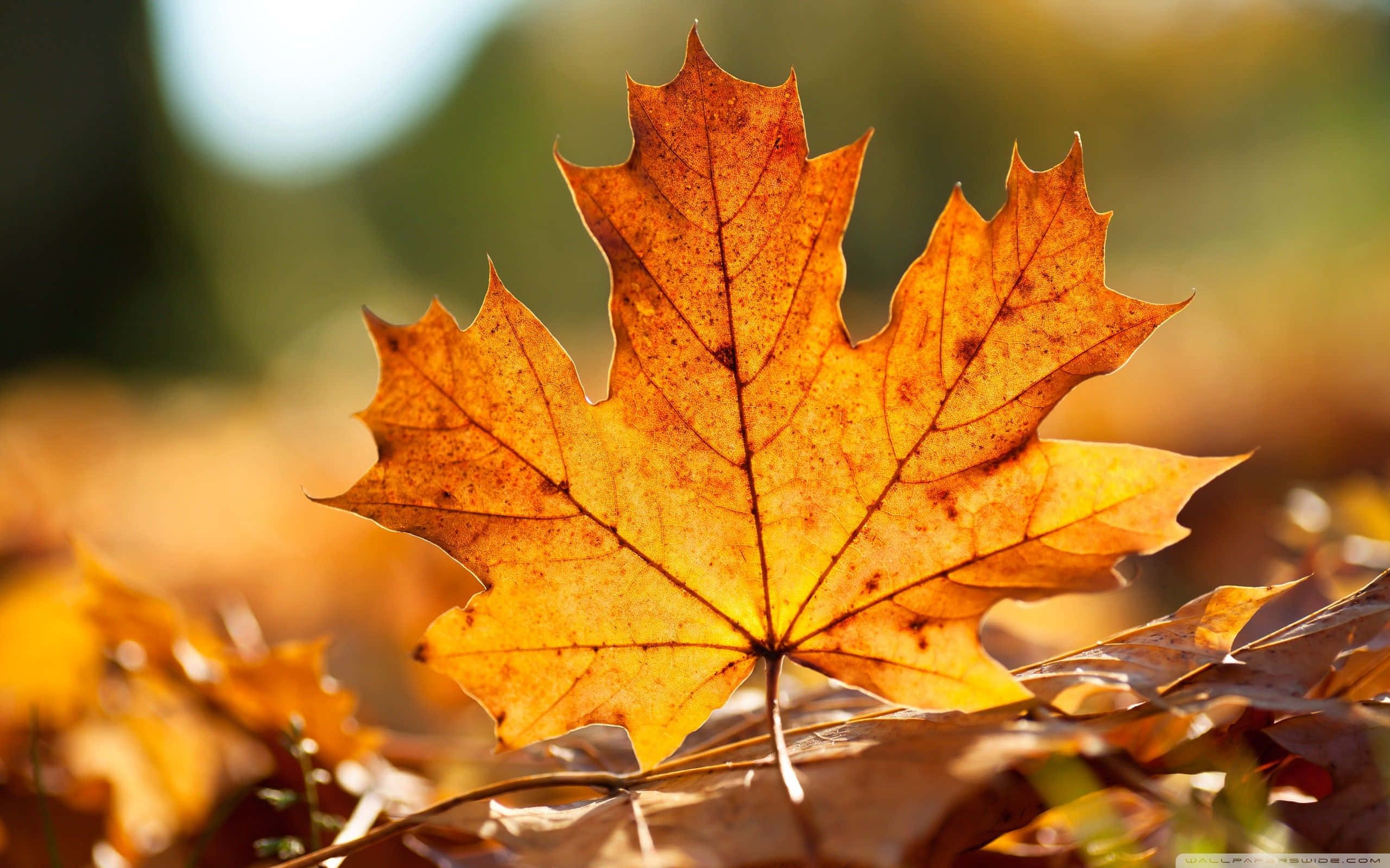 autumn leaf, bright orange, maple leaf, 2K Desktop Wallpaper