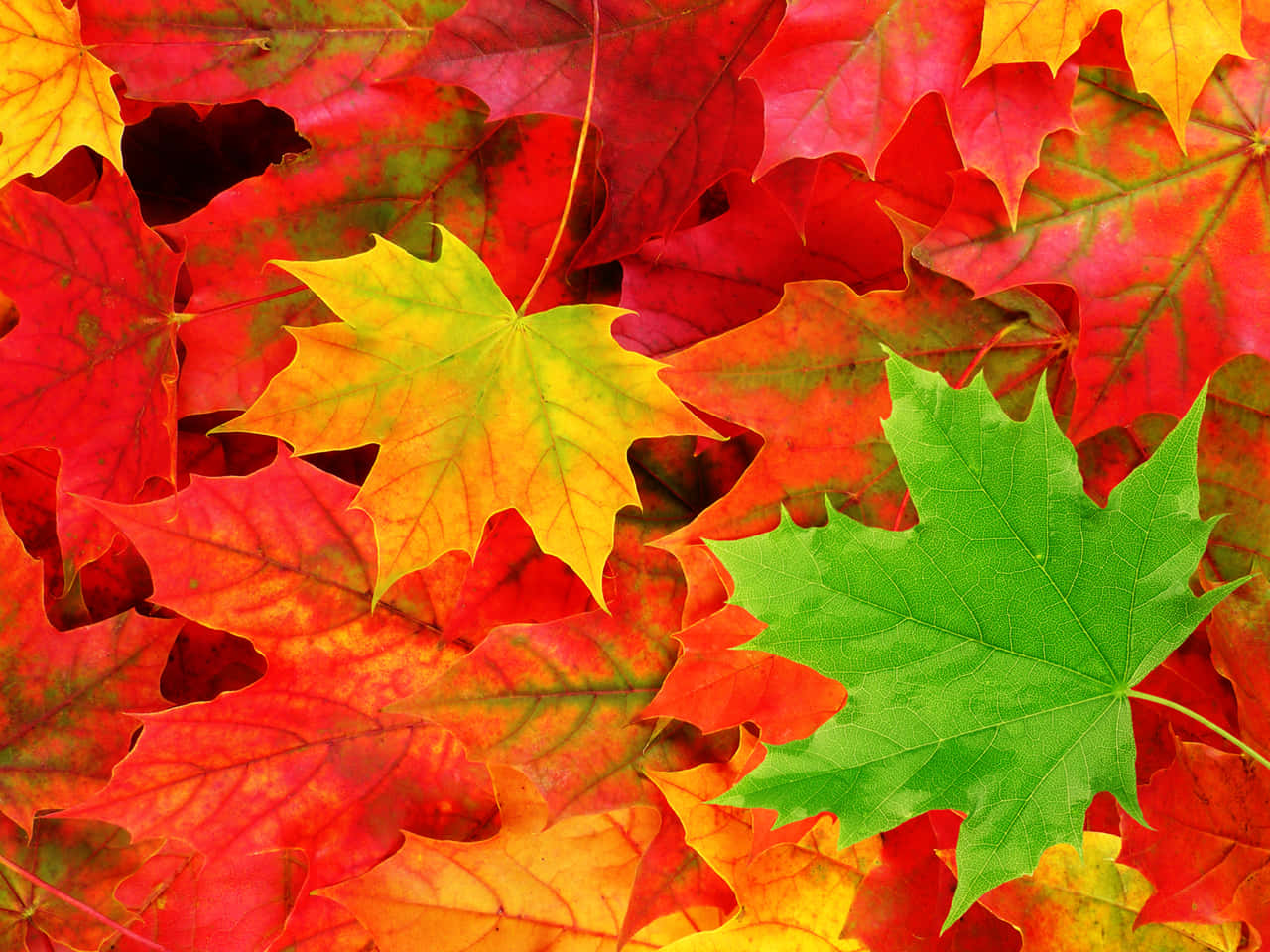 autumn leaf, yellow autumn leaf, afternoon light, HD Desktop Wallpaper