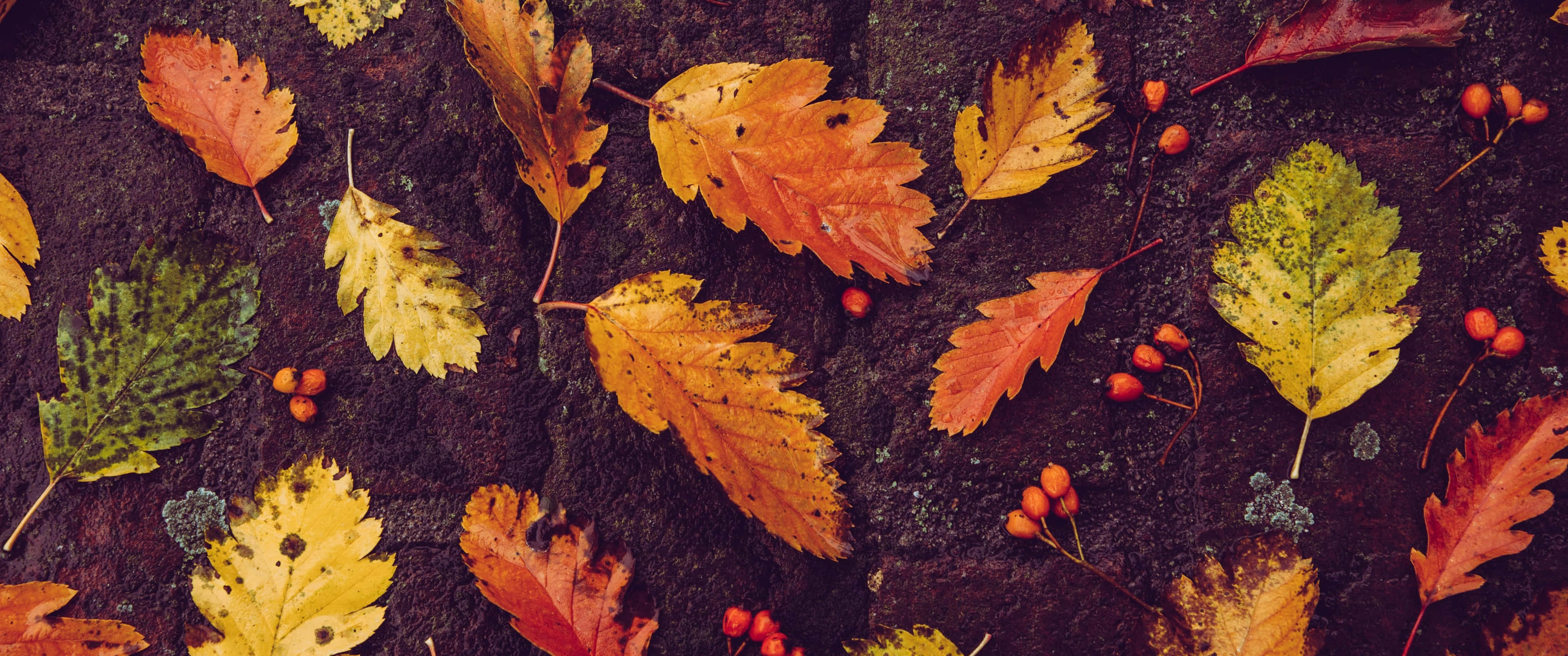 autumn leaf, vibrant autumn leaves, red berries, 2K Desktop Wallpaper