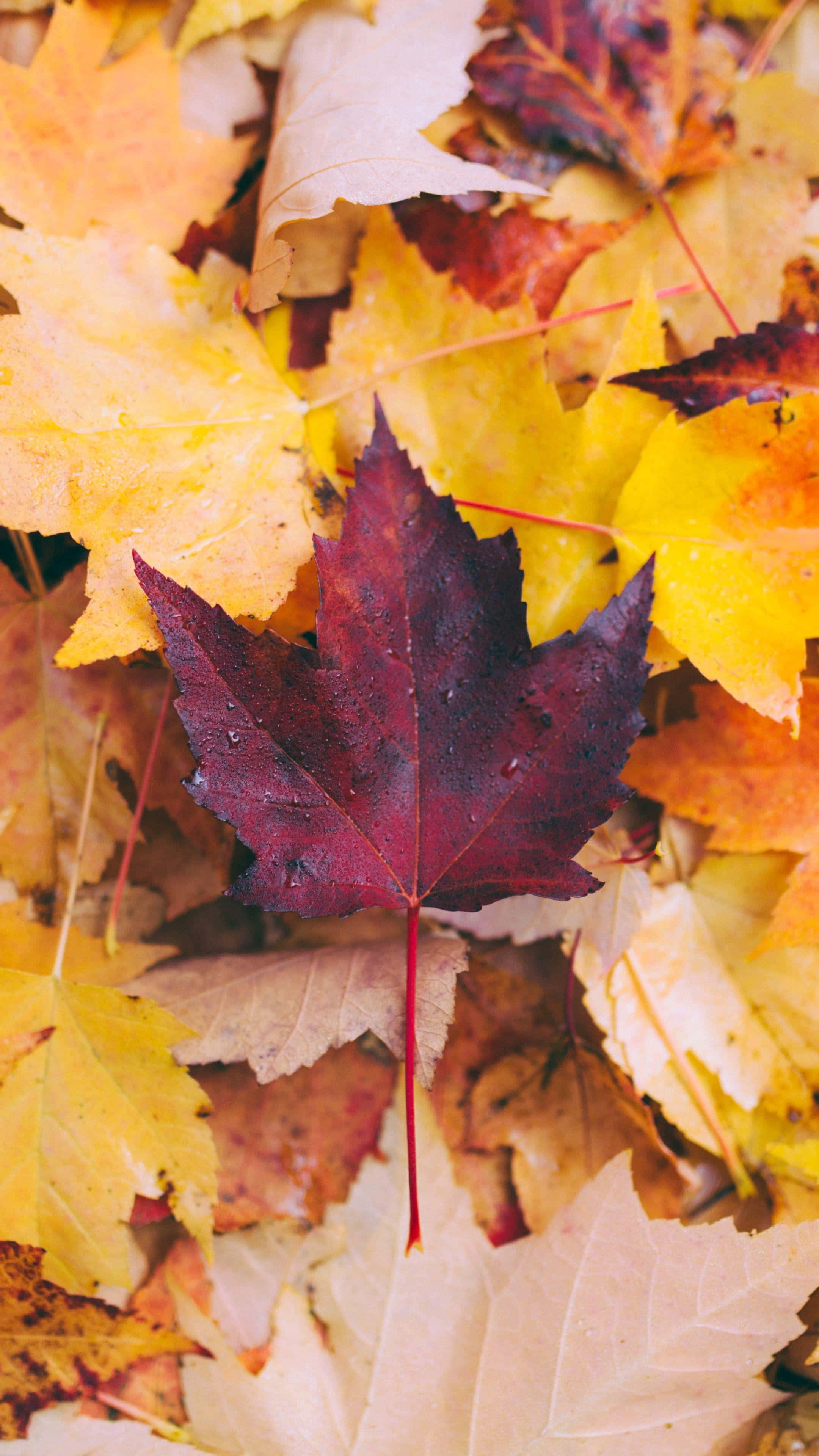 deep red maple leaf, water droplets, golden yellow autumn leaves, 4K Phone Wallpaper