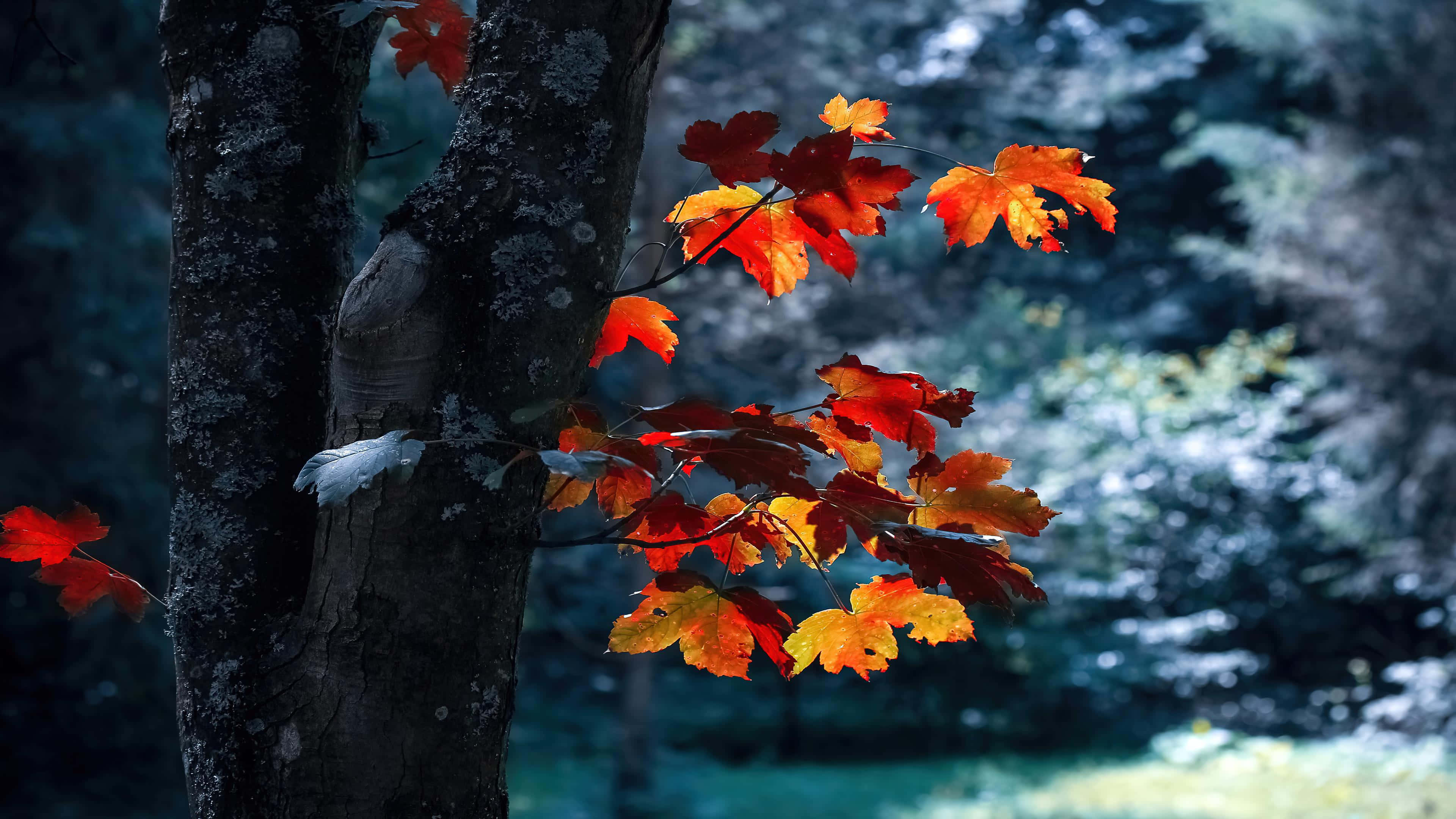 Autumn Leaf, golden sunset, vibrant orange and red maple leaves, 4K Desktop Wallpaper