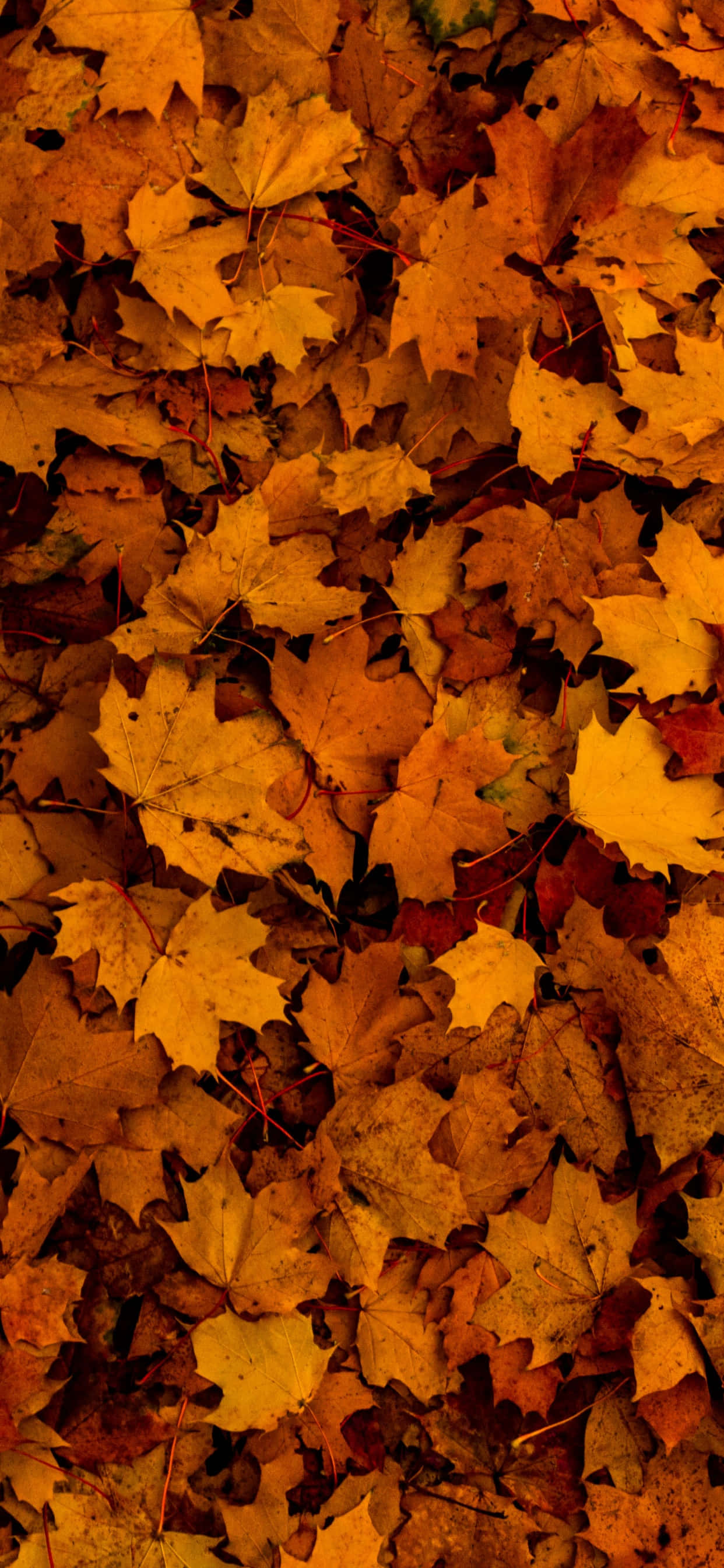 autumn leaf, orange autumn leaf, sun, 2K Phone Wallpaper