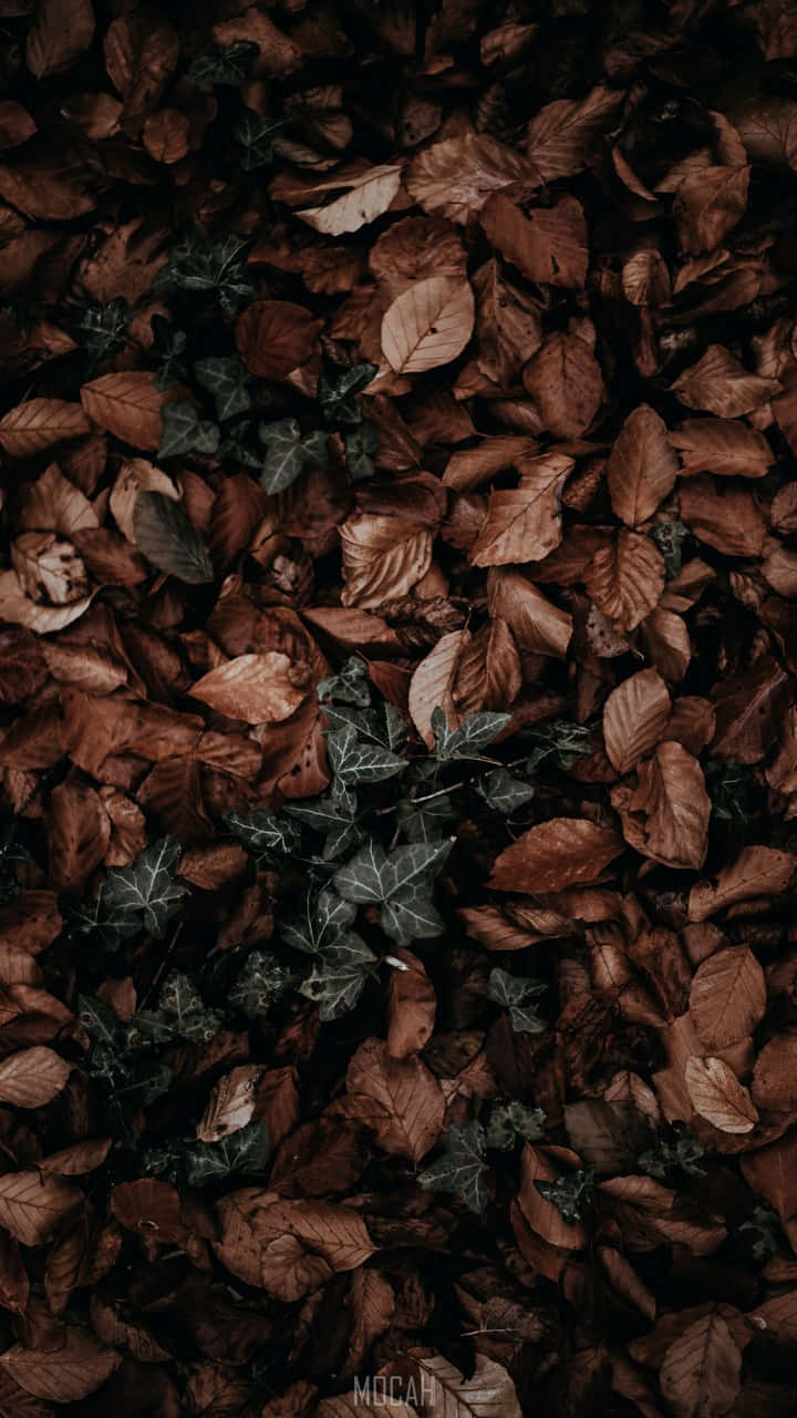 autumn leaf, red autumn leaf, brown fallen leaves, HD Phone Wallpaper