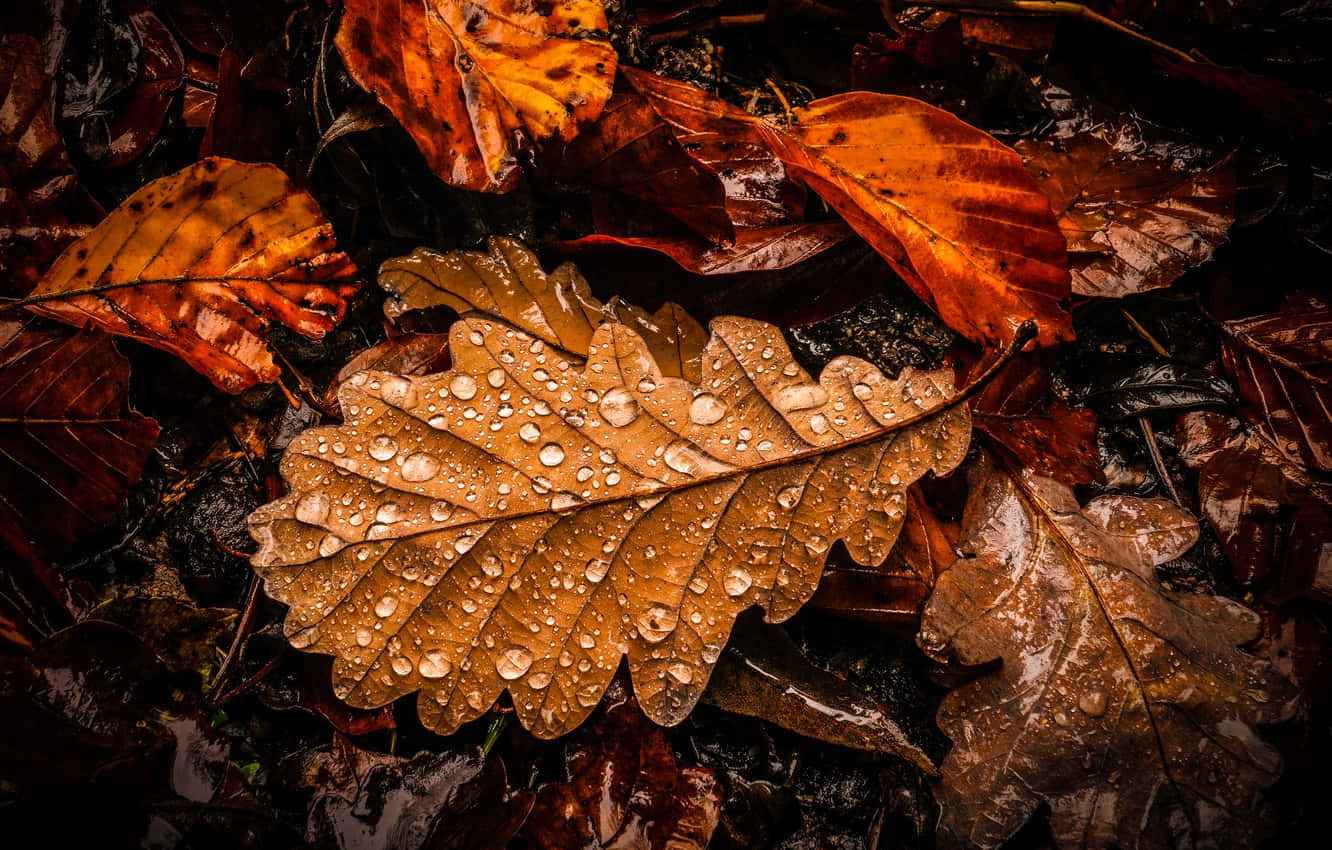 autumn leaf, oak leaf, wet, HD Desktop Wallpaper