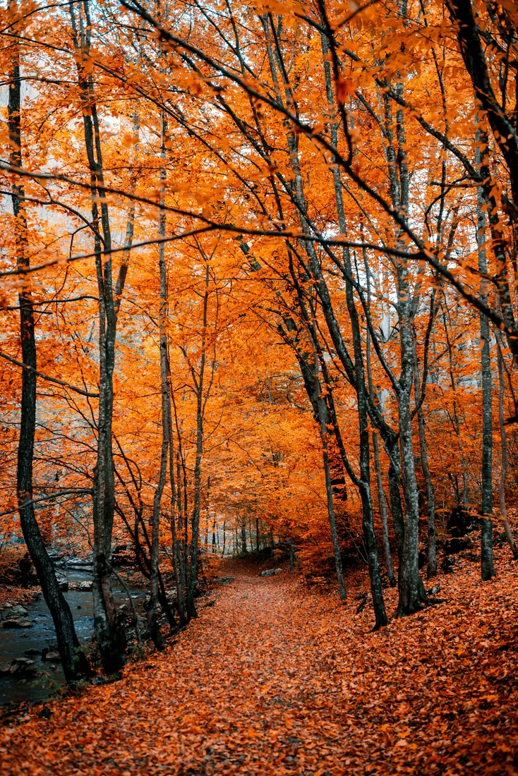 Autumn Leaves Phone