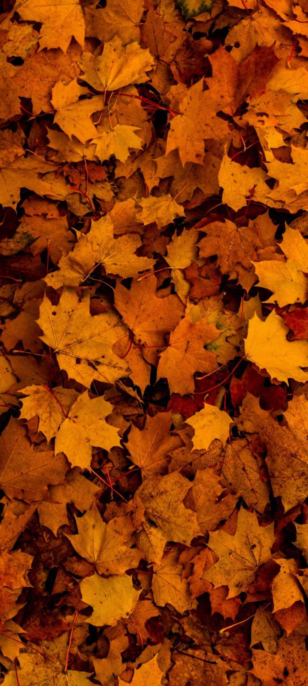 Autumn Leaves Phone, golden amber maple leaves, red, Full HD Phone Wallpaper
