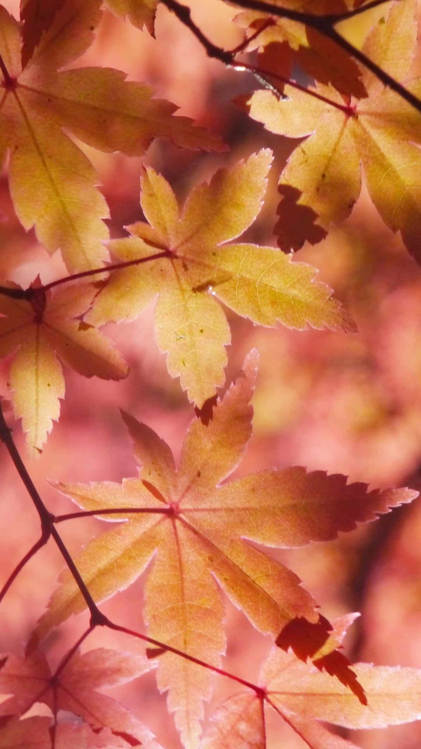 Autumn Leaves Phone, autumn maple leaves, warm sunlight, 2K Phone Wallpaper